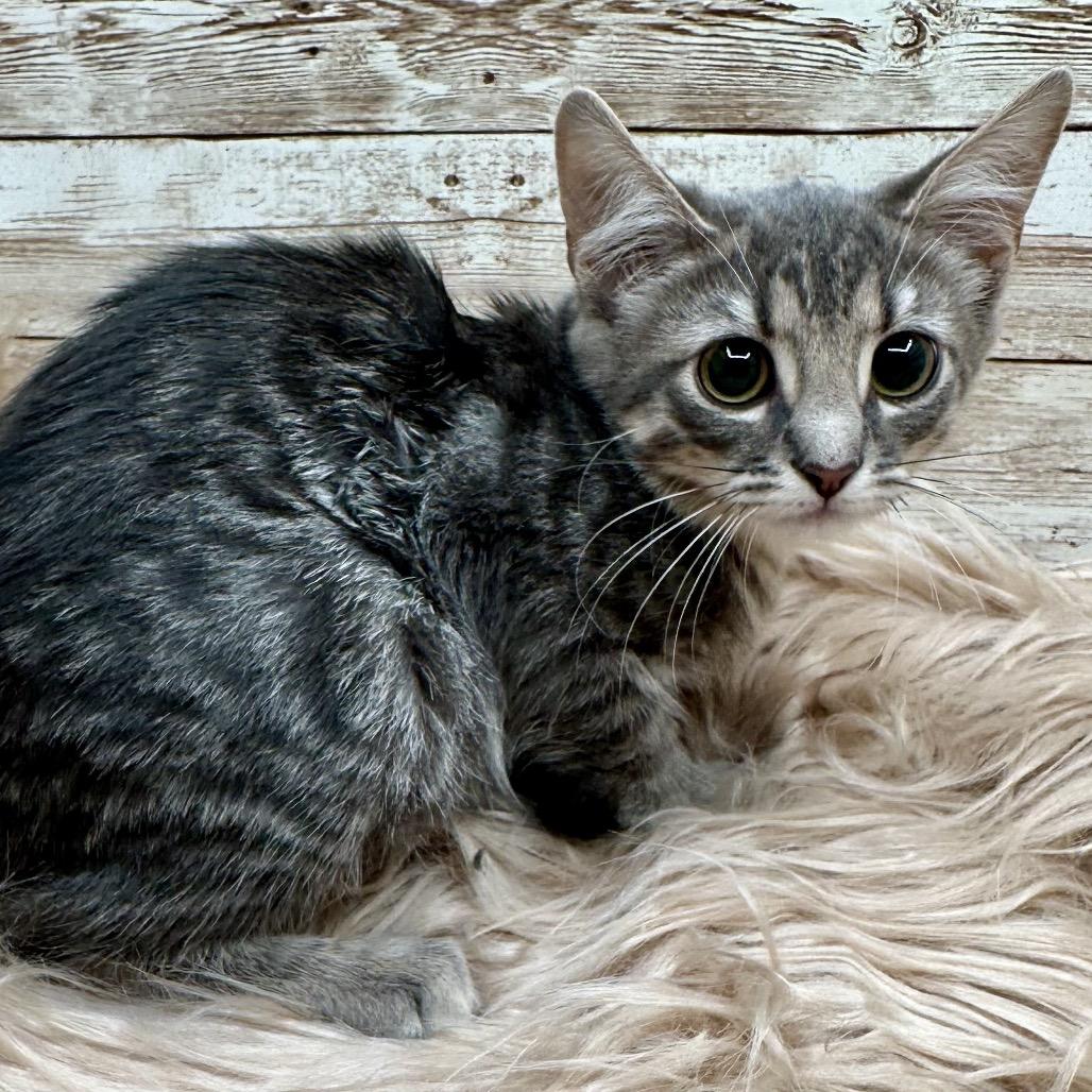 Enlarge Frankie, a Adoptable Domestic Short Hair in Lexington, KY image 5/6
