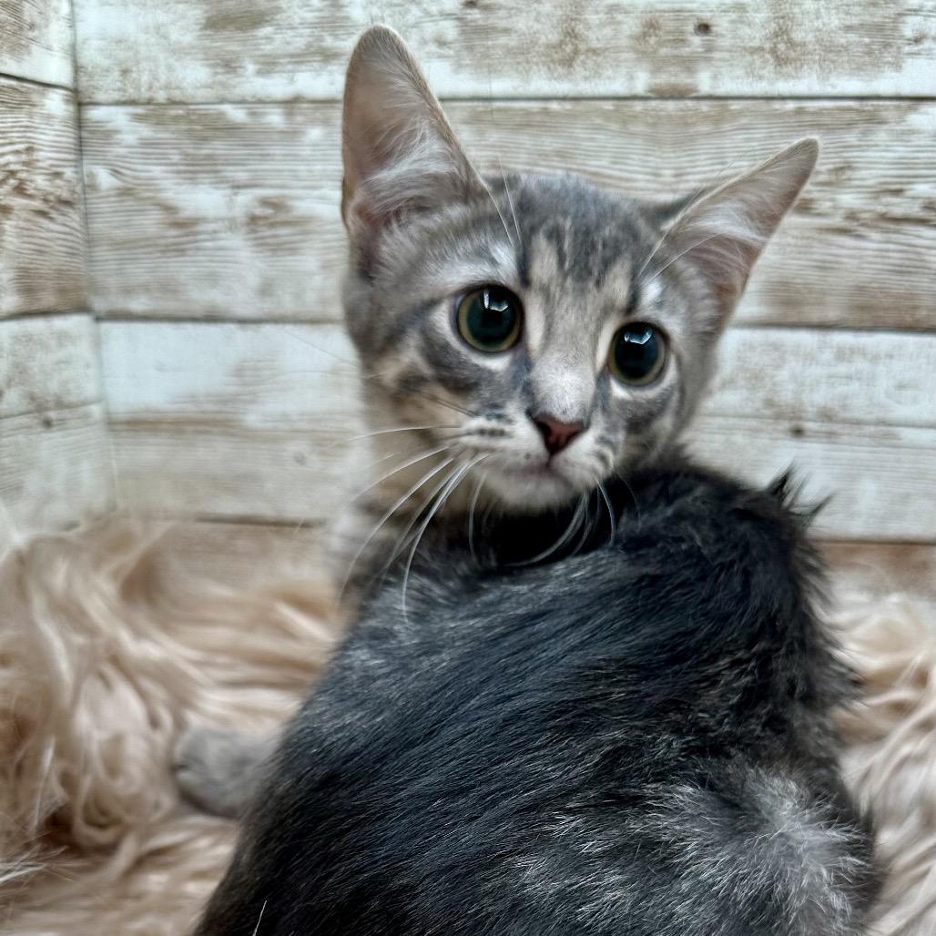 Enlarge Frankie, a Adoptable Domestic Short Hair in Lexington, KY image 6/6