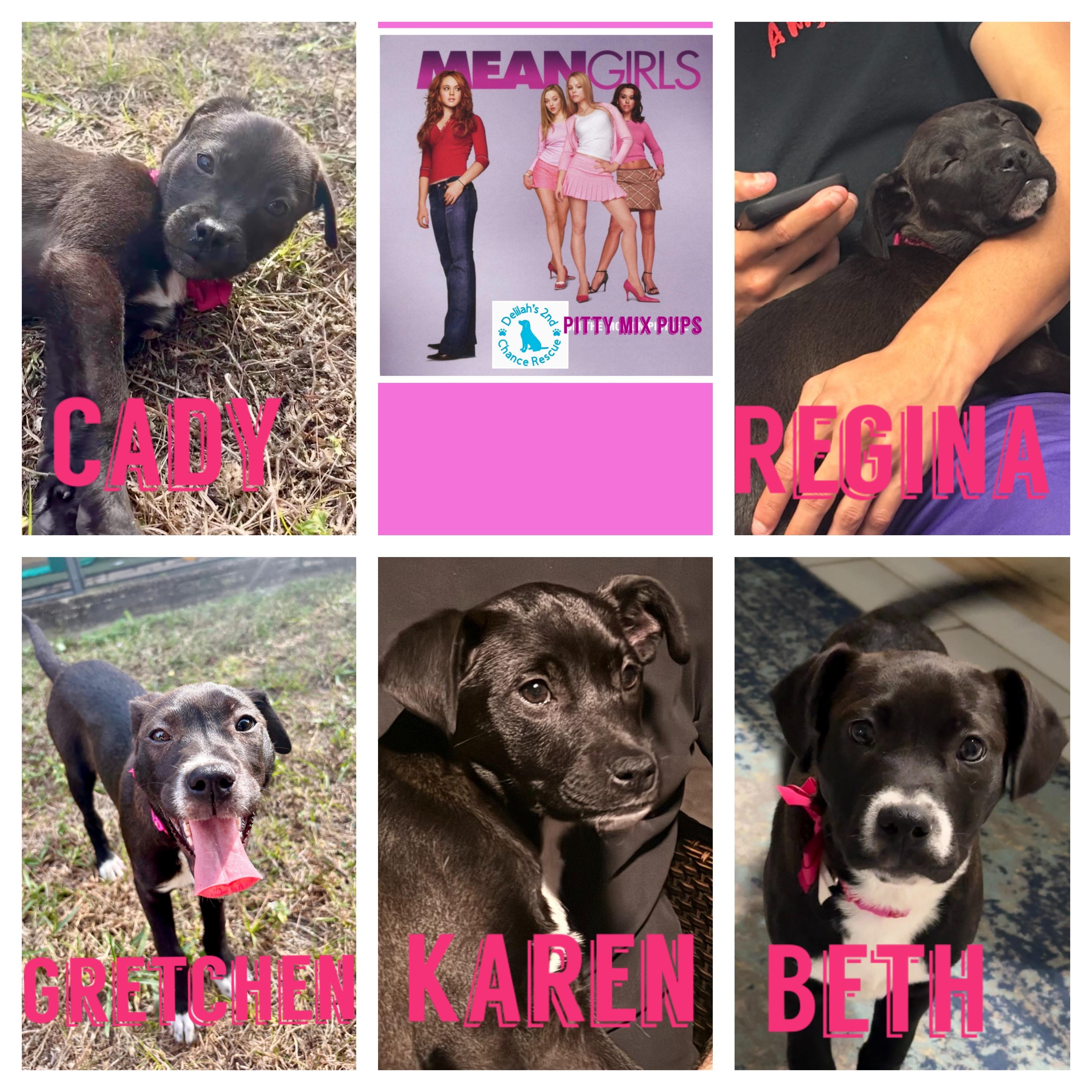 Mean Girls Pups, ADOPTABLE, Puppy Female Labrador Retriever & Pit Bull Terrier.