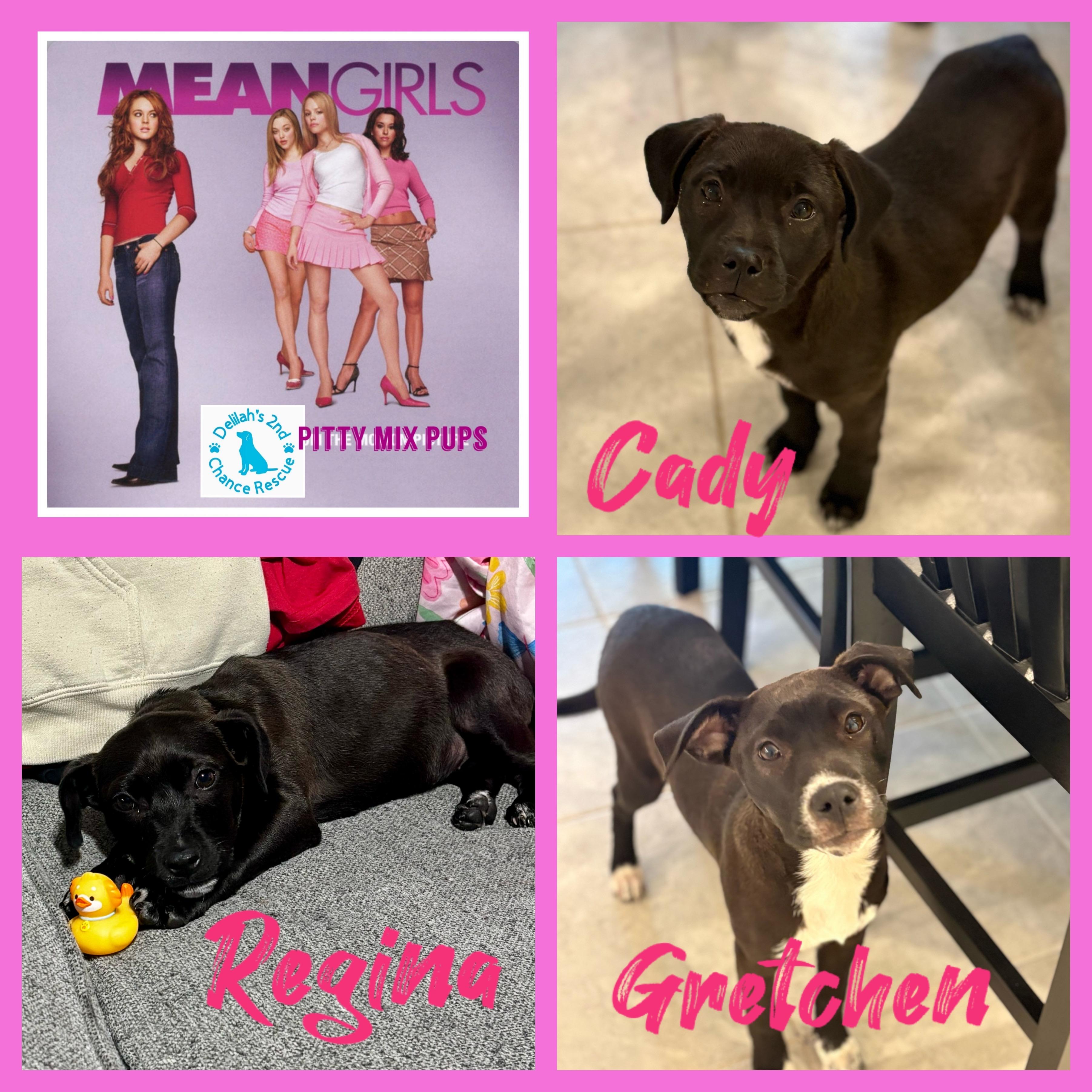 Mean Girls Pups, a ADOPTABLE mixed breed in Port Saint Lucie, FL image 1/2