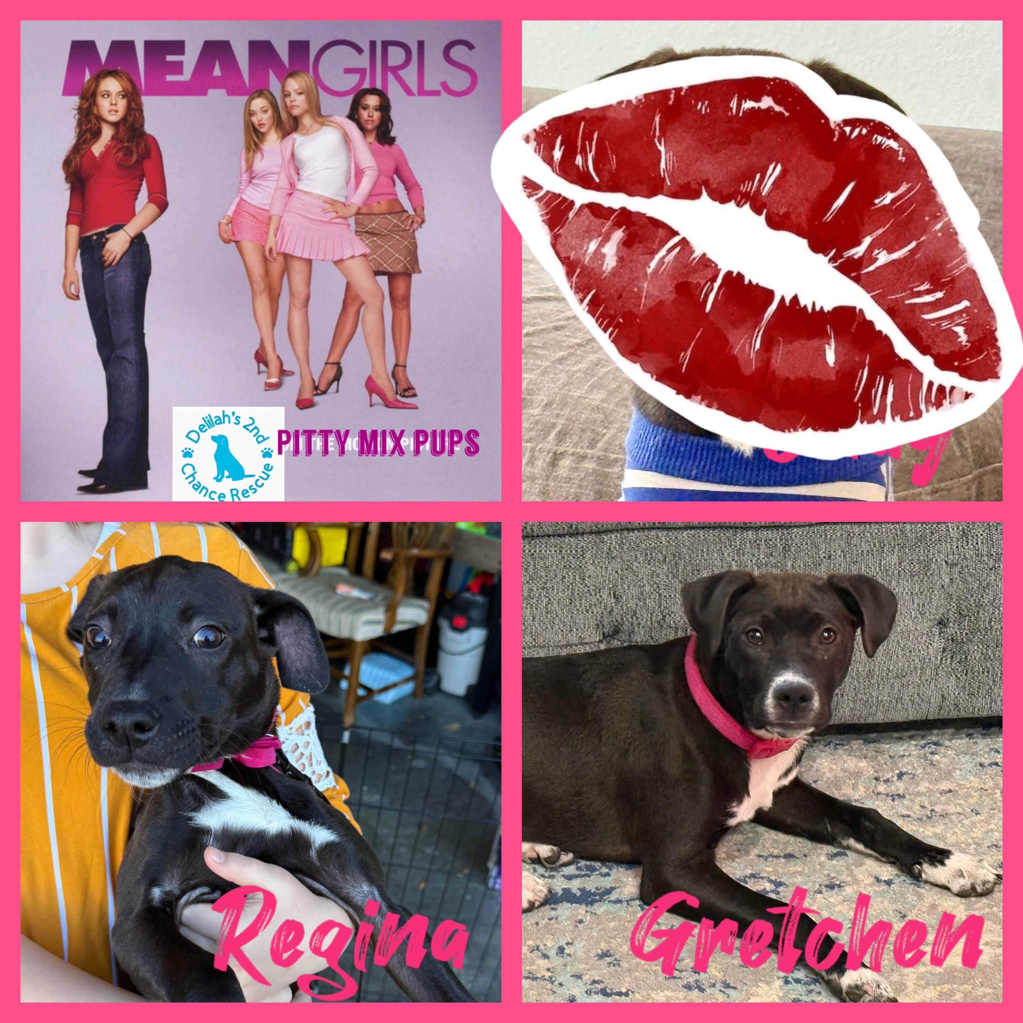 Mean Girls Pups, ADOPTABLE, Puppy Female Labrador Retriever & Pit Bull Terrier.