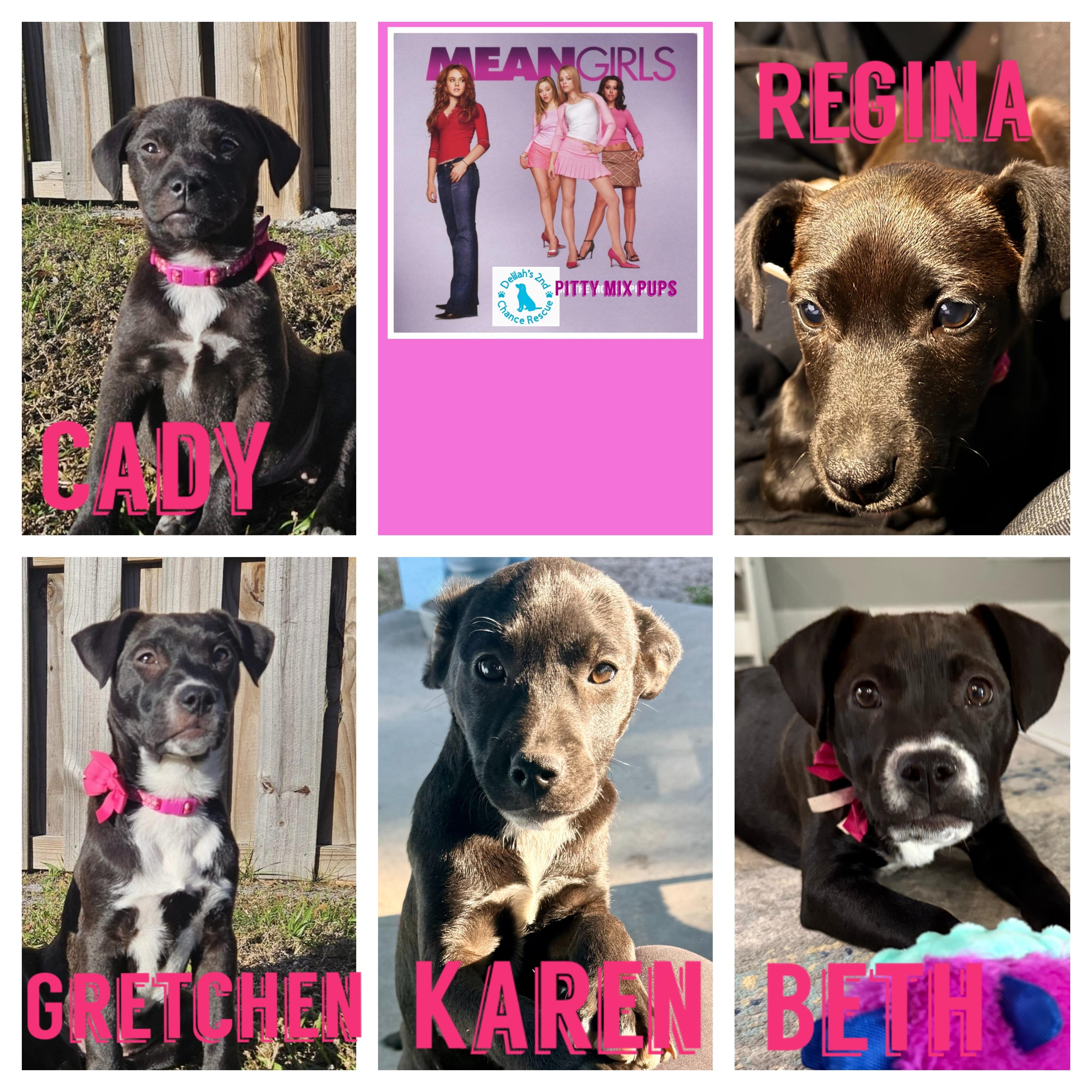 Mean Girls Pups, ADOPTABLE, Puppy Female Labrador Retriever & Pit Bull Terrier.