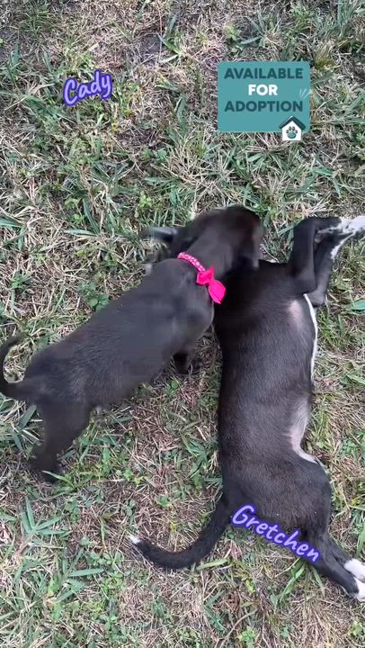 Enlarge Mean Girls Pups, a ADOPTABLE mixed breed in Port Saint Lucie, FL video 2/2
