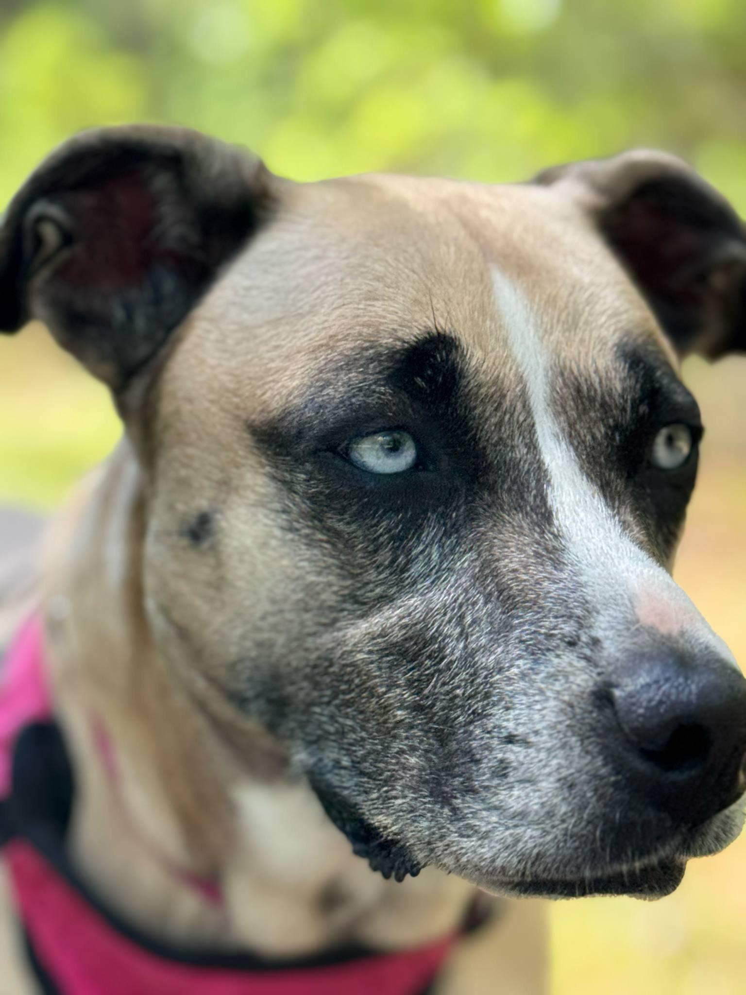 Dixie