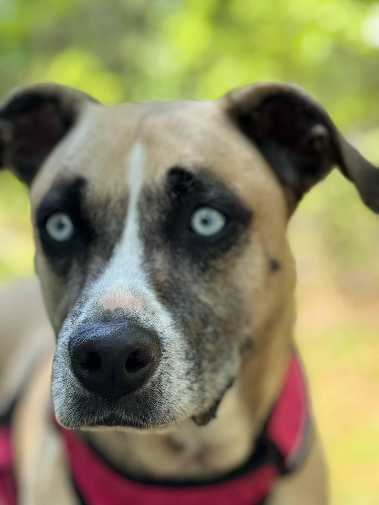 Dixie