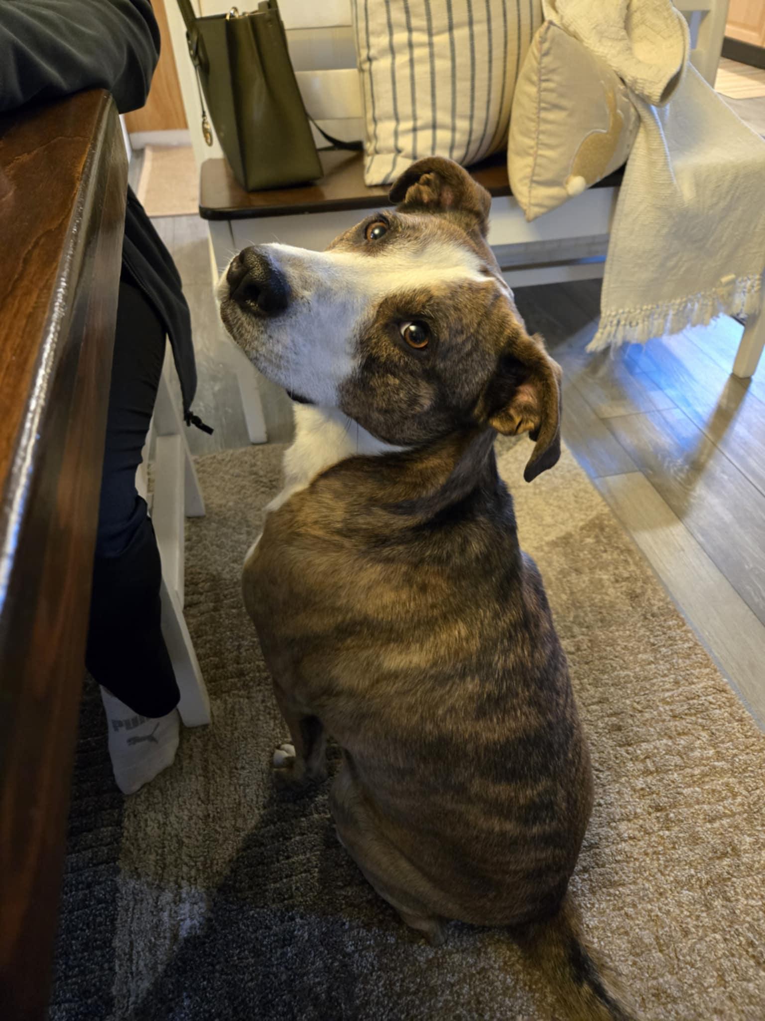 Maisey, Adoptable, Adult Female Hound.