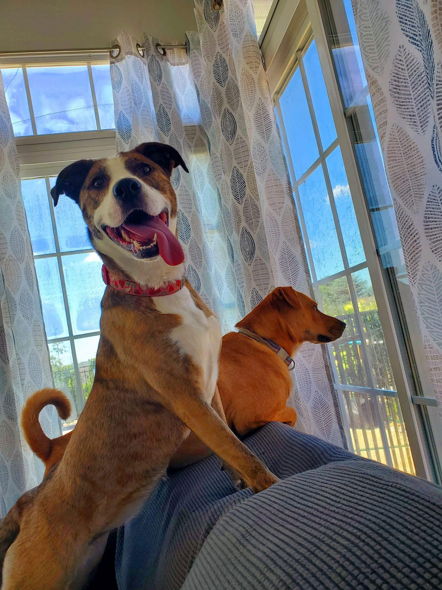 Maisey, a Adoptable Hound in Doylestown, PA image 2/3