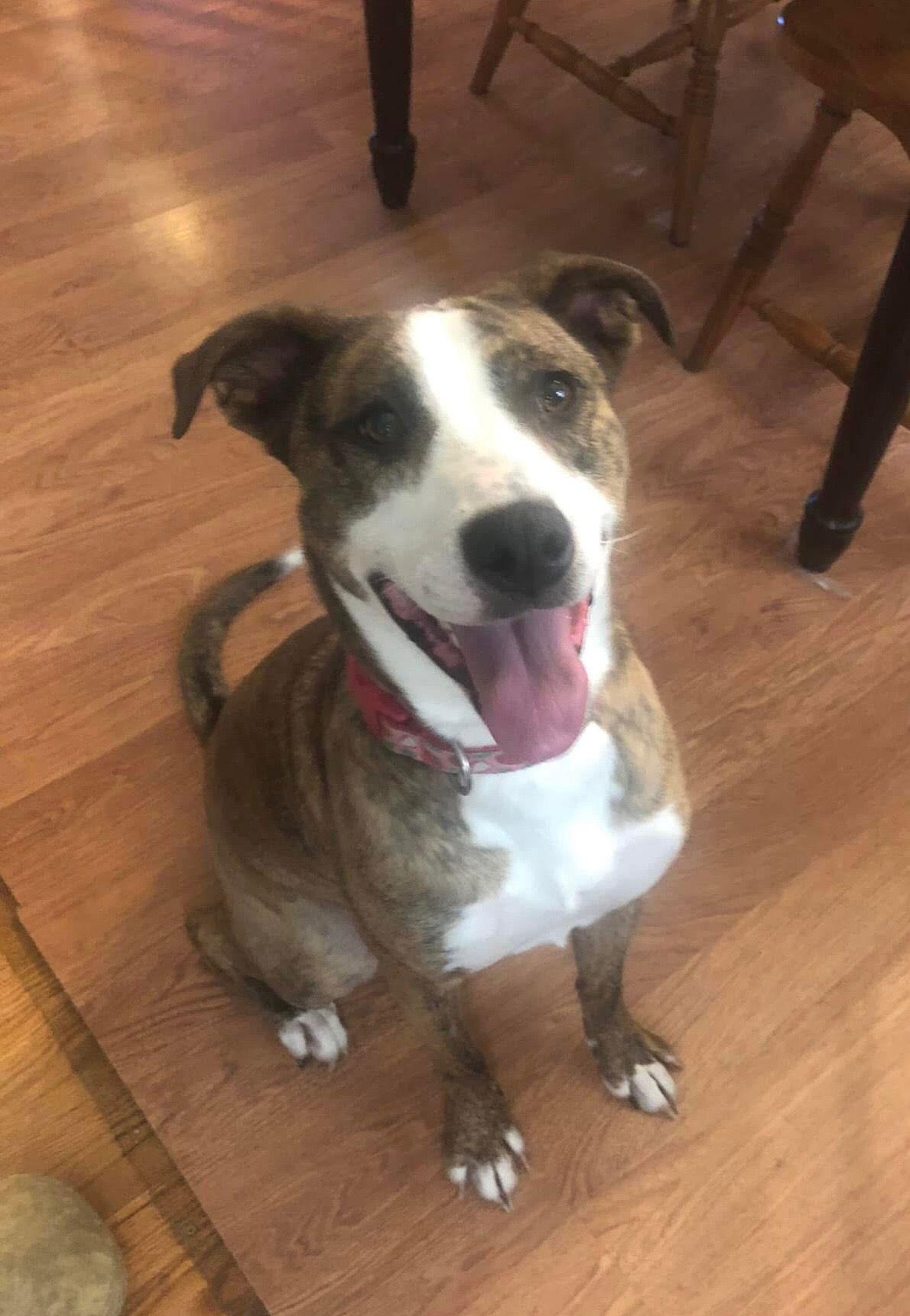 Maisey, a Adoptable Hound in Doylestown, PA image 3/3