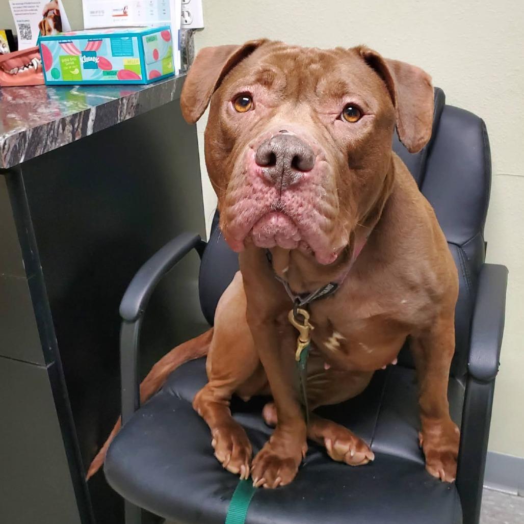 Hope, Adoptable, Adult Female Pit Bull Terrier.