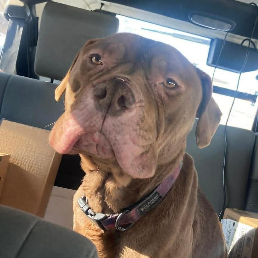 Enlarge Hope, a Adoptable mixed breed in Mondovi, WI image 1/1