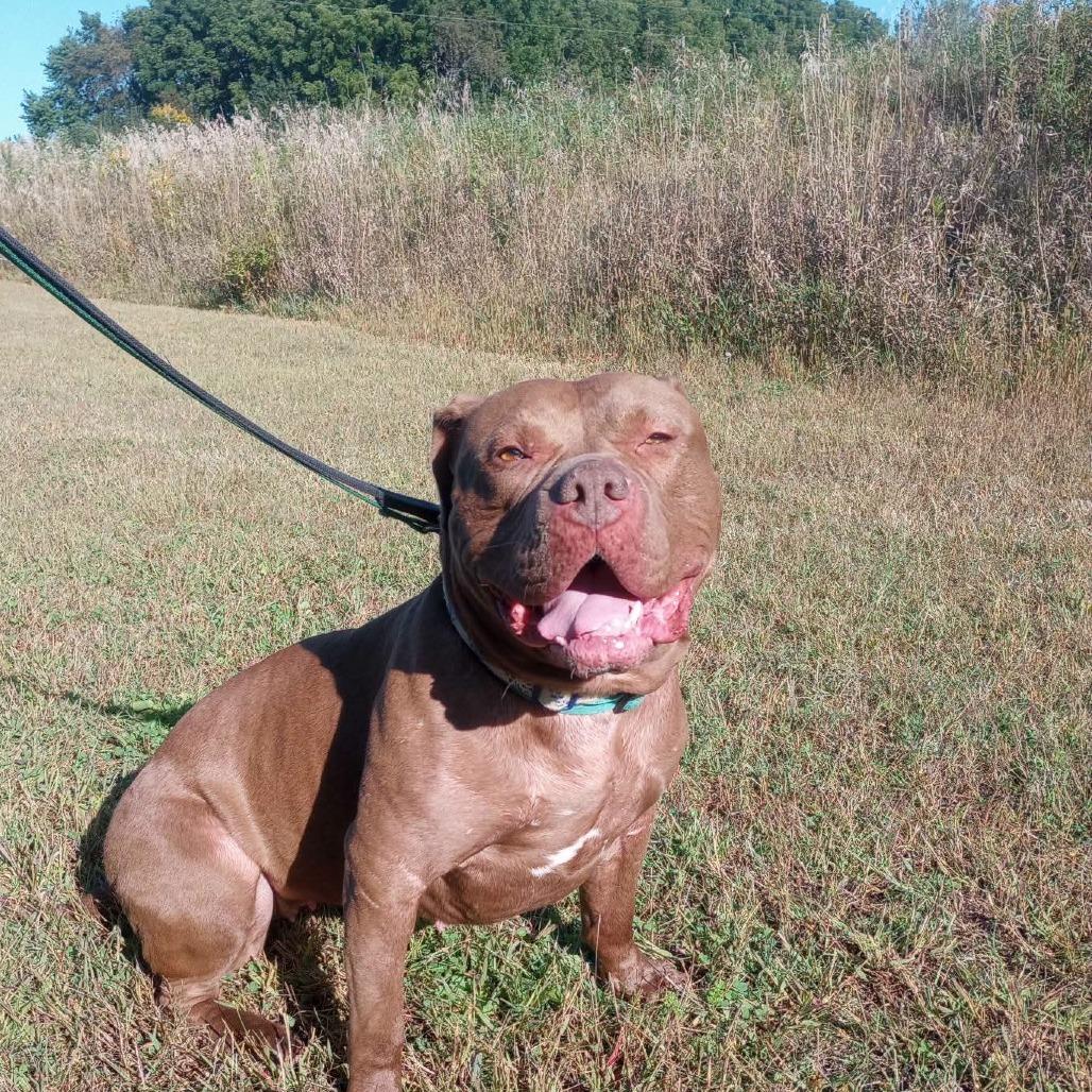 Enlarge Hope, a Adoptable Pit Bull Terrier in Mondovi, WI image 3/6