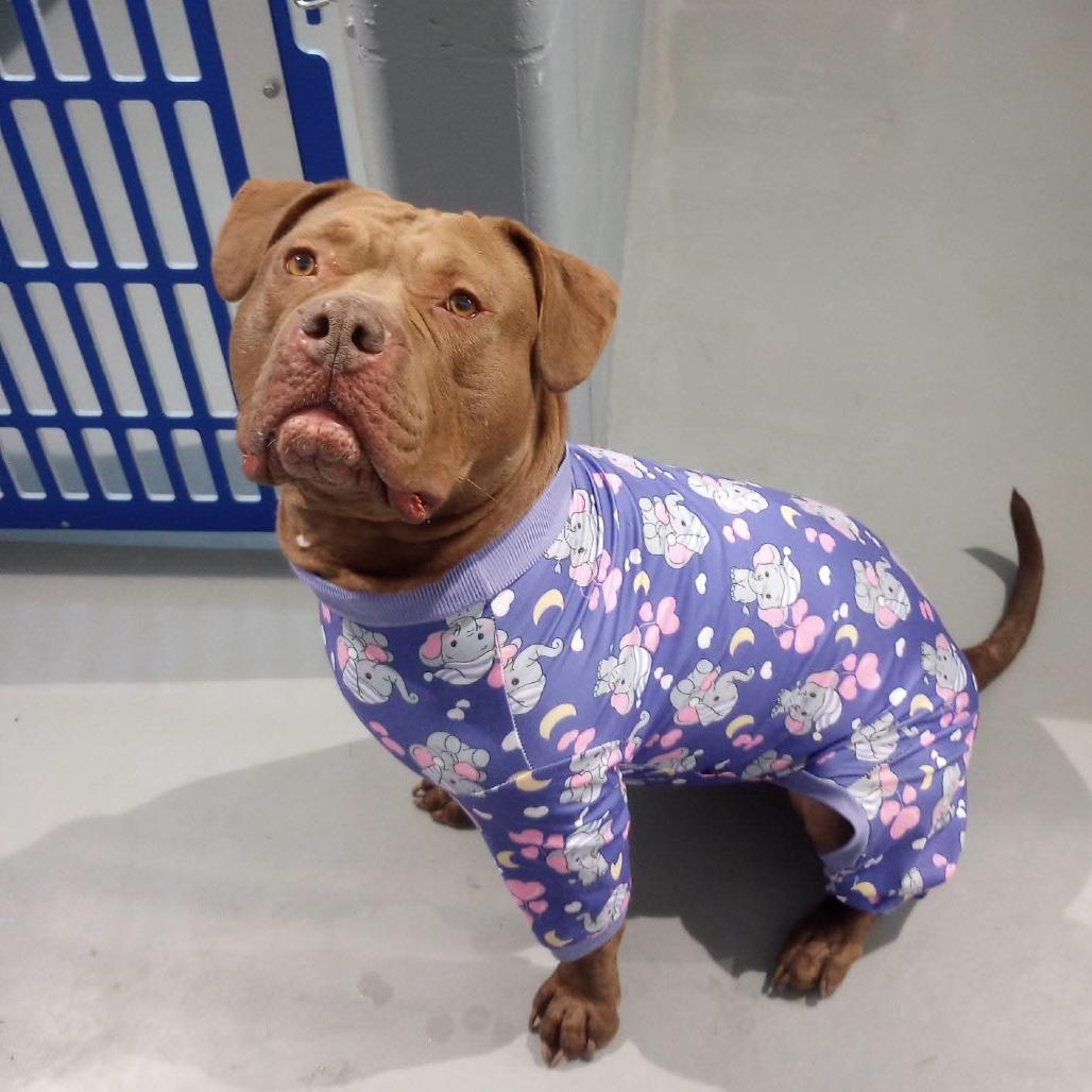 Enlarge Hope, a Adoptable Pit Bull Terrier in Mondovi, WI image 4/6