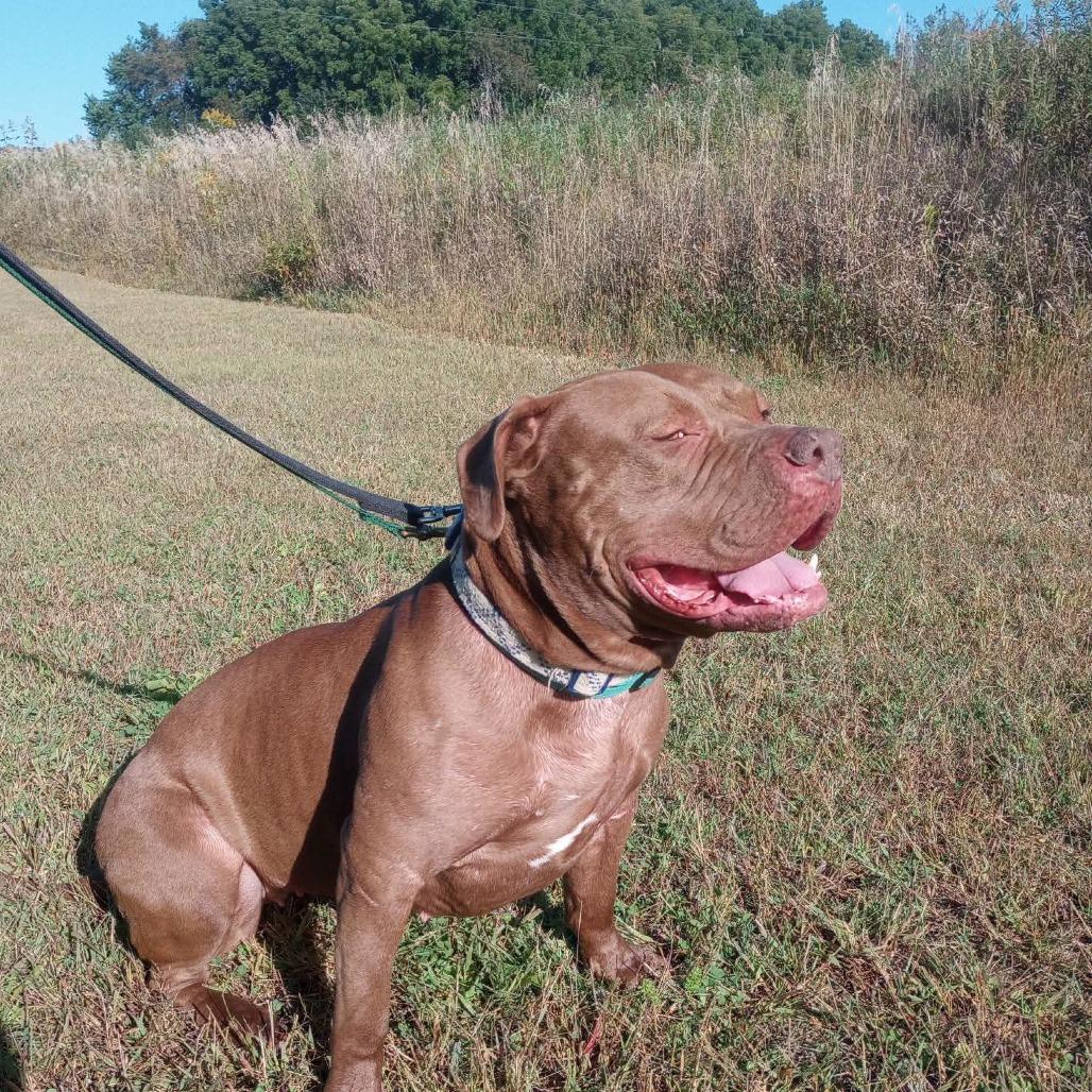 Enlarge Hope, a Adoptable Pit Bull Terrier in Mondovi, WI image 5/6