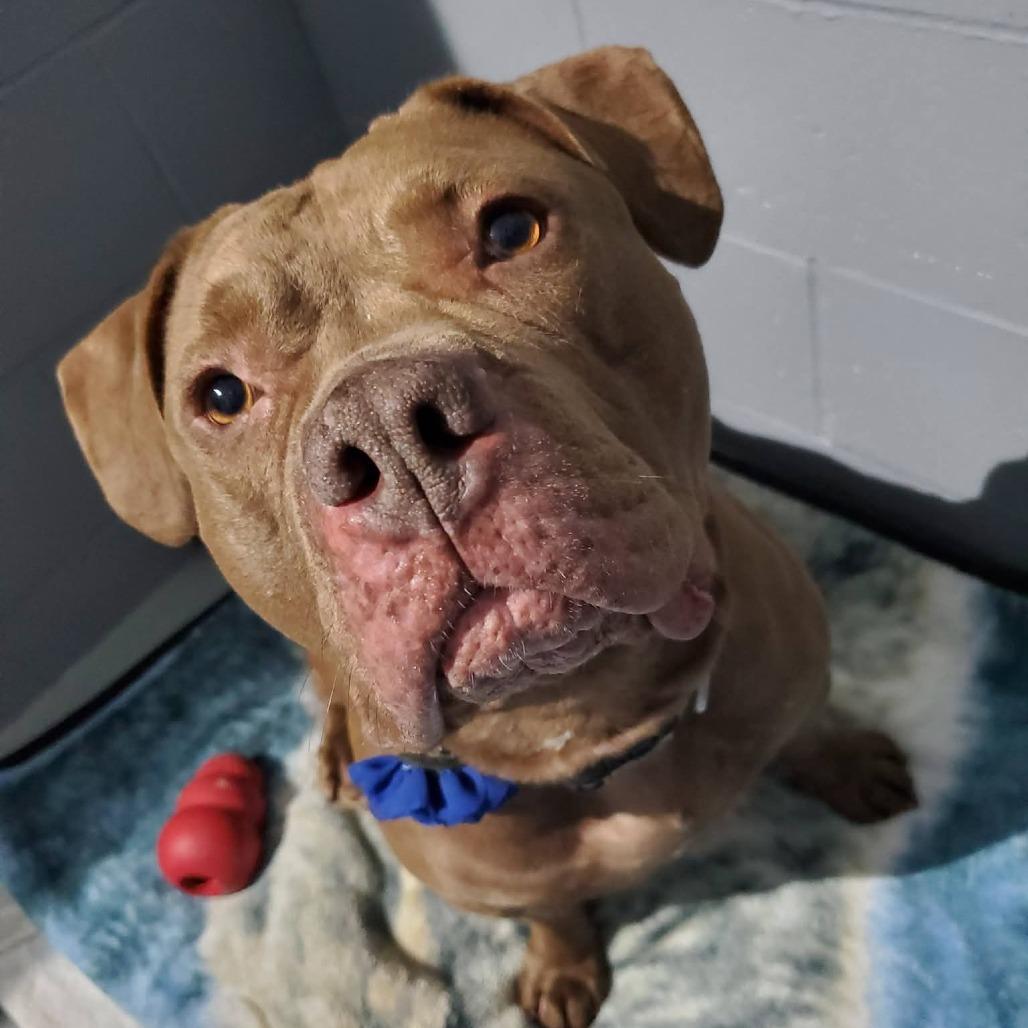 Enlarge Hope, a Adoptable Pit Bull Terrier in Mondovi, WI image 6/6