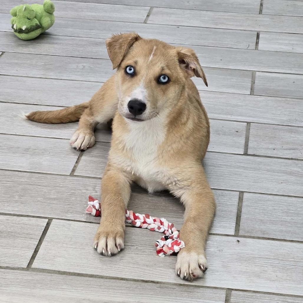 Duchess, Adoptable, Puppy Female Husky & Mixed Breed.