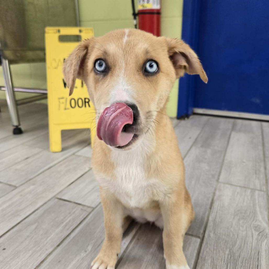 Enlarge Duchess, a Adoptable mixed breed in Newport, TN image 2/4