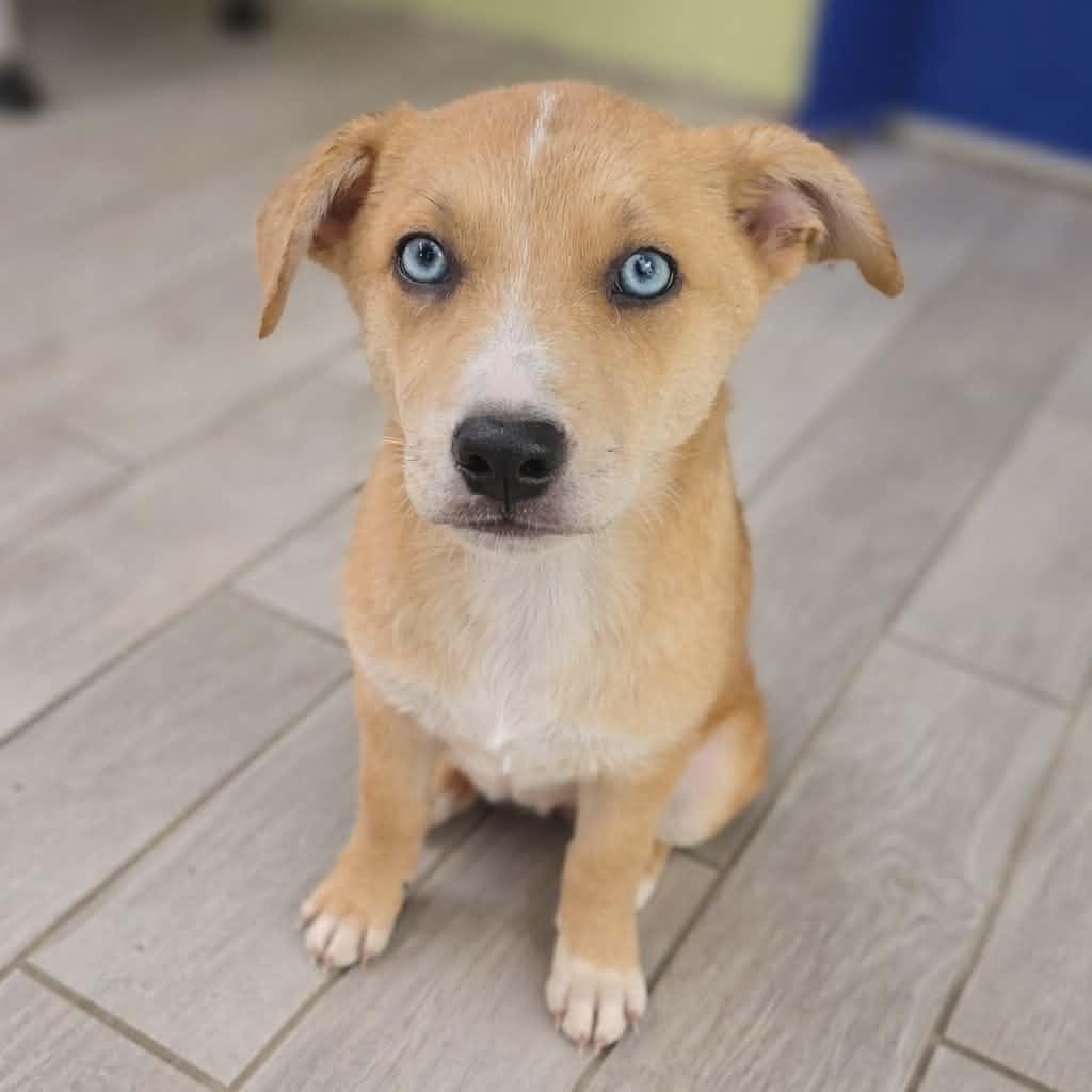 Enlarge Duchess, a Adoptable mixed breed in Newport, TN image 3/4