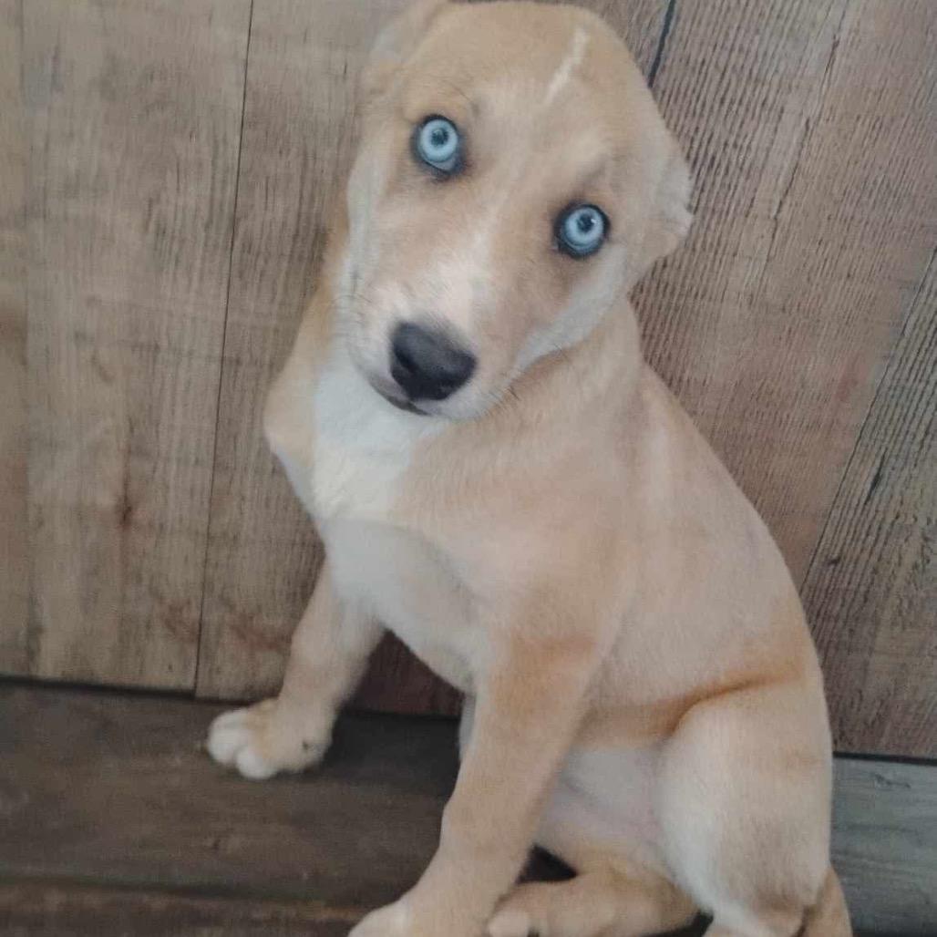 Enlarge Duchess, a Adoptable mixed breed in Newport, TN image 4/4