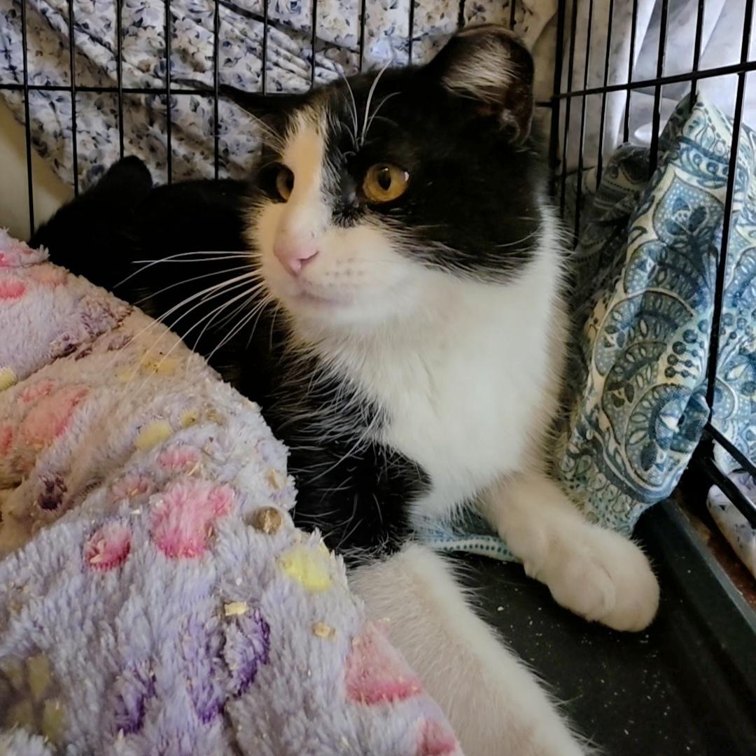 Enlarge Hetfield , a ADOPTABLE Domestic Short Hair in Brooklyn, NY image 1/1