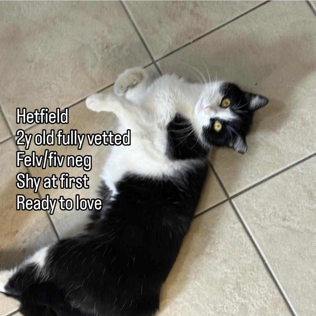Enlarge Hetfield , a ADOPTABLE Domestic Short Hair in Brooklyn, NY image 1/1