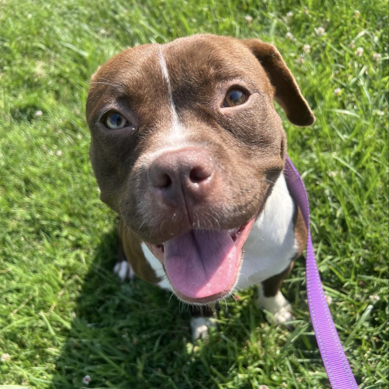 Marceline, Adoptable, Adult Female Pit Bull Terrier & Boxer.