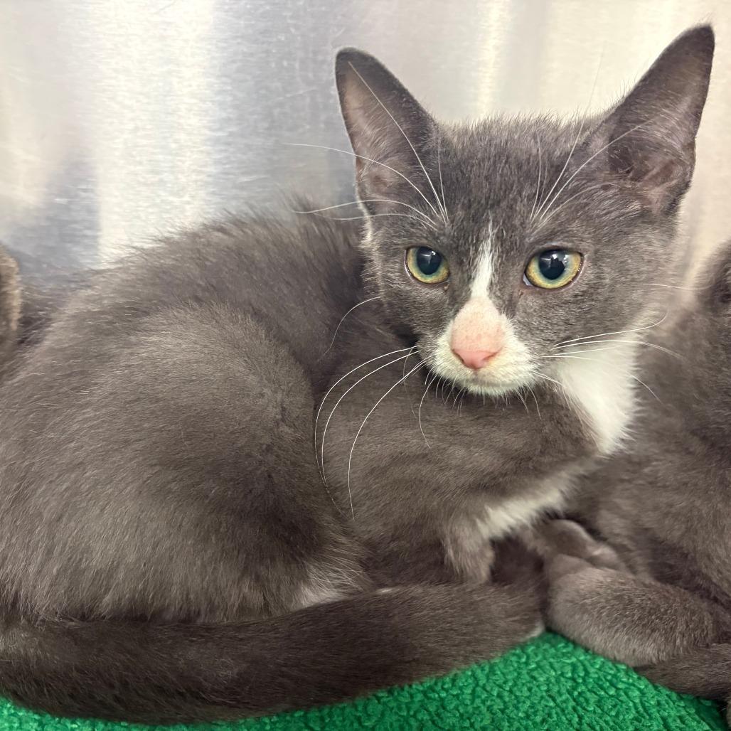 26-293 Dove, Adoptable, Kitten Female Domestic Short Hair.