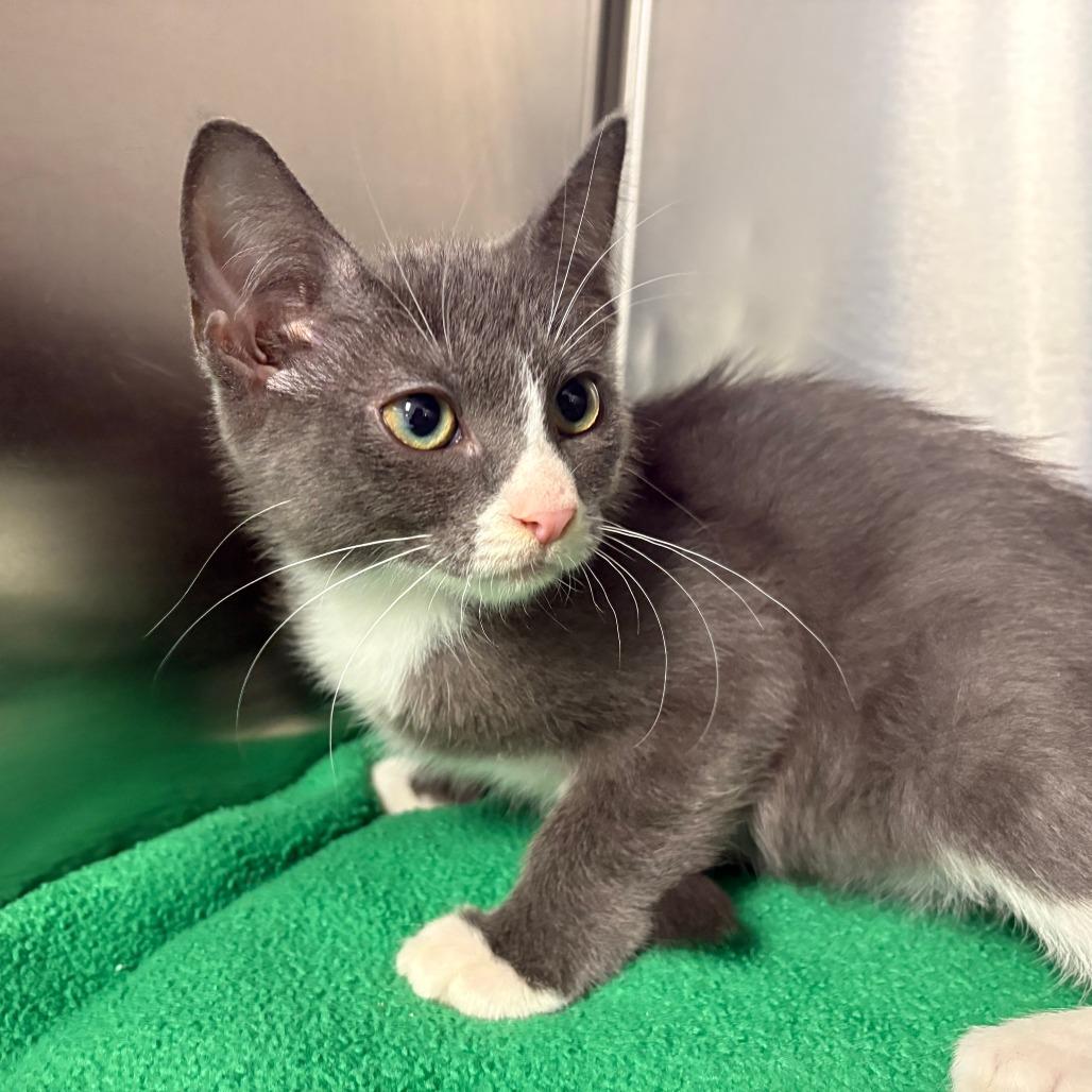 Enlarge 26-293 Dove, a Adoptable Domestic Short Hair in North Branford, CT image 2/3