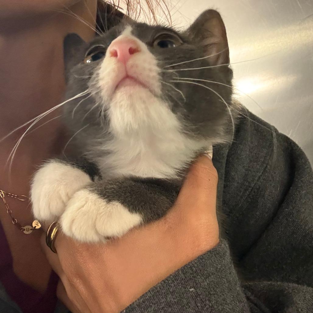 Enlarge 26-293 Dove, a Adoptable Domestic Short Hair in North Branford, CT image 3/3