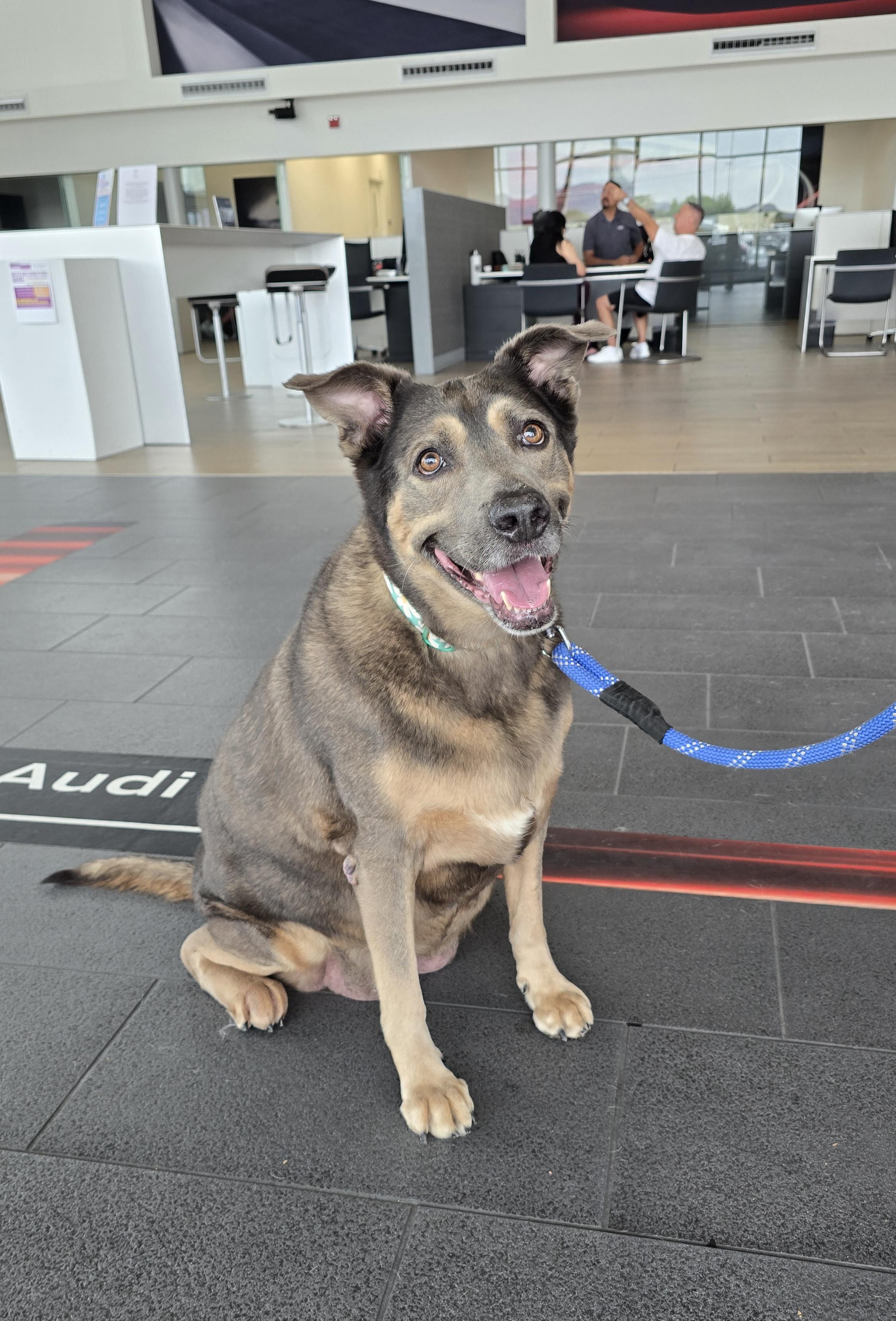 Iceberg, Adoptable, Adult Female Doberman Pinscher & Labrador Retriever.