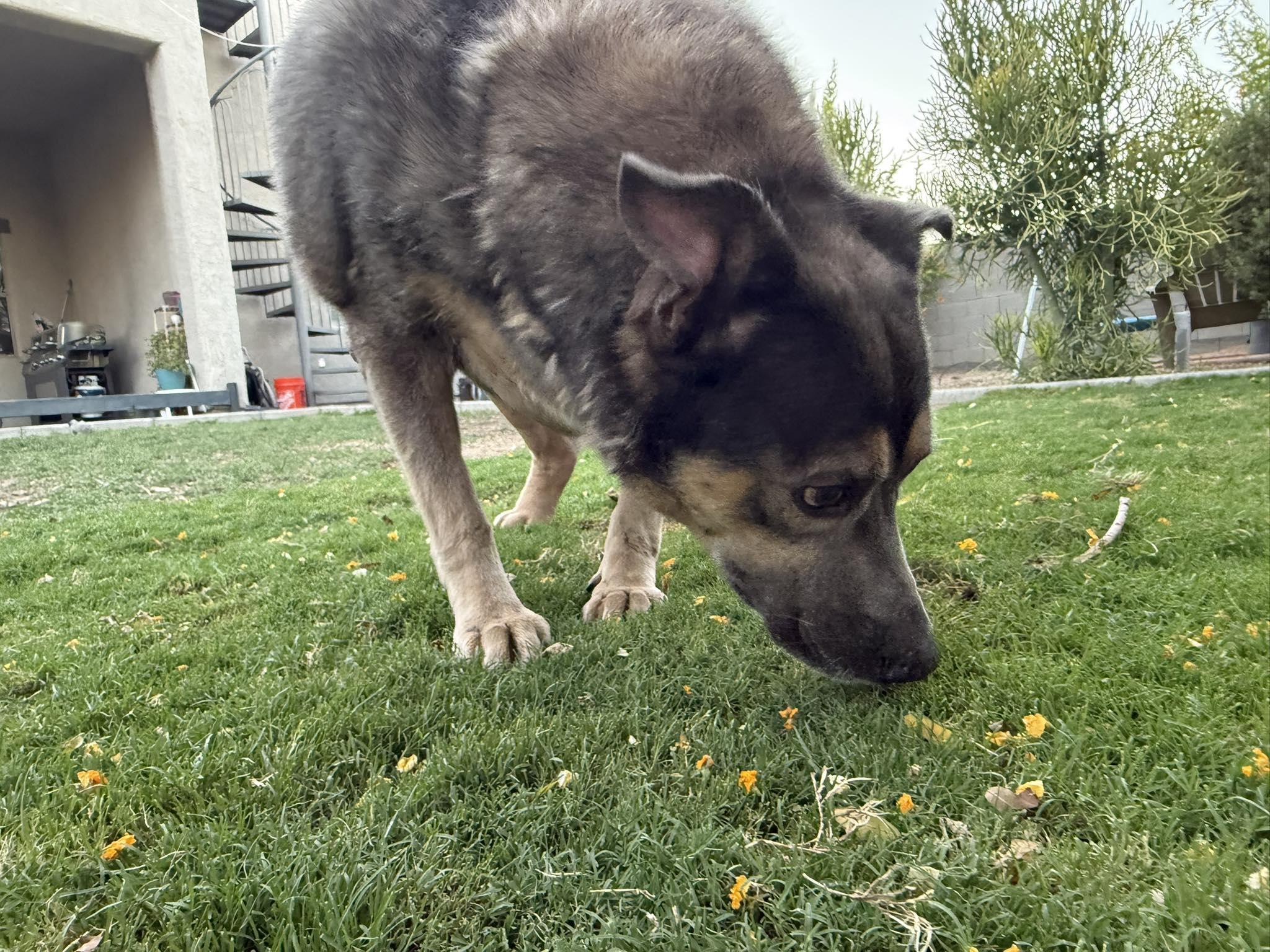 Enlarge Iceberg, a Adoptable mixed breed in Mesa, AZ image 2/4