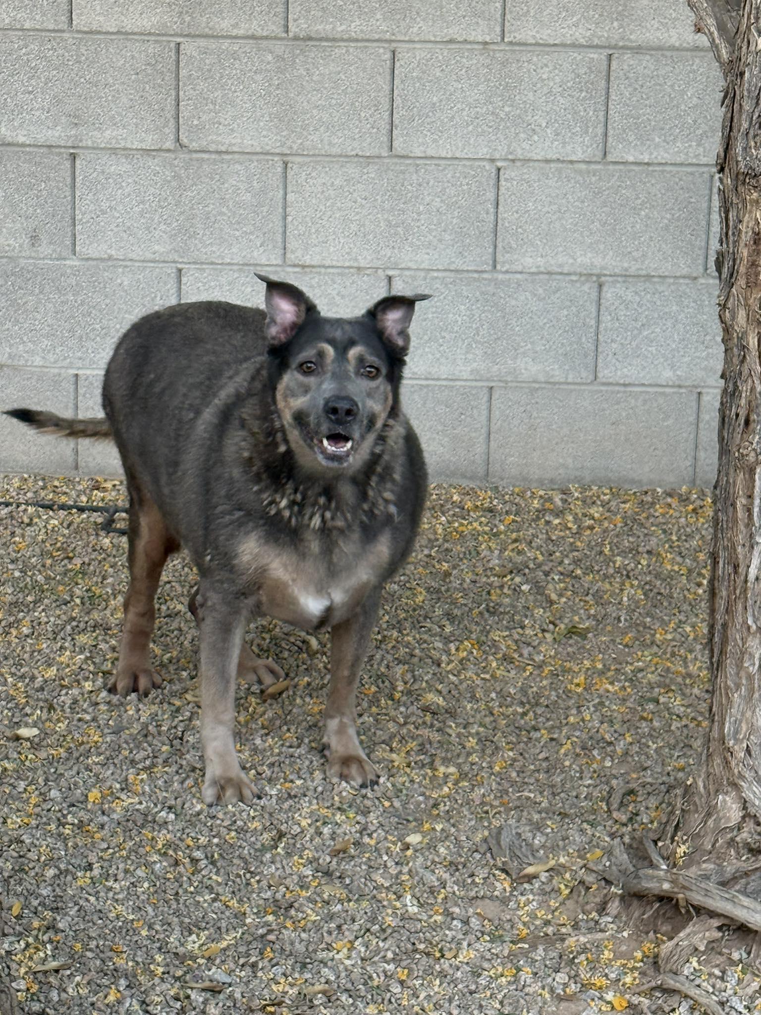 Enlarge Iceberg, a Adoptable mixed breed in Mesa, AZ image 3/4