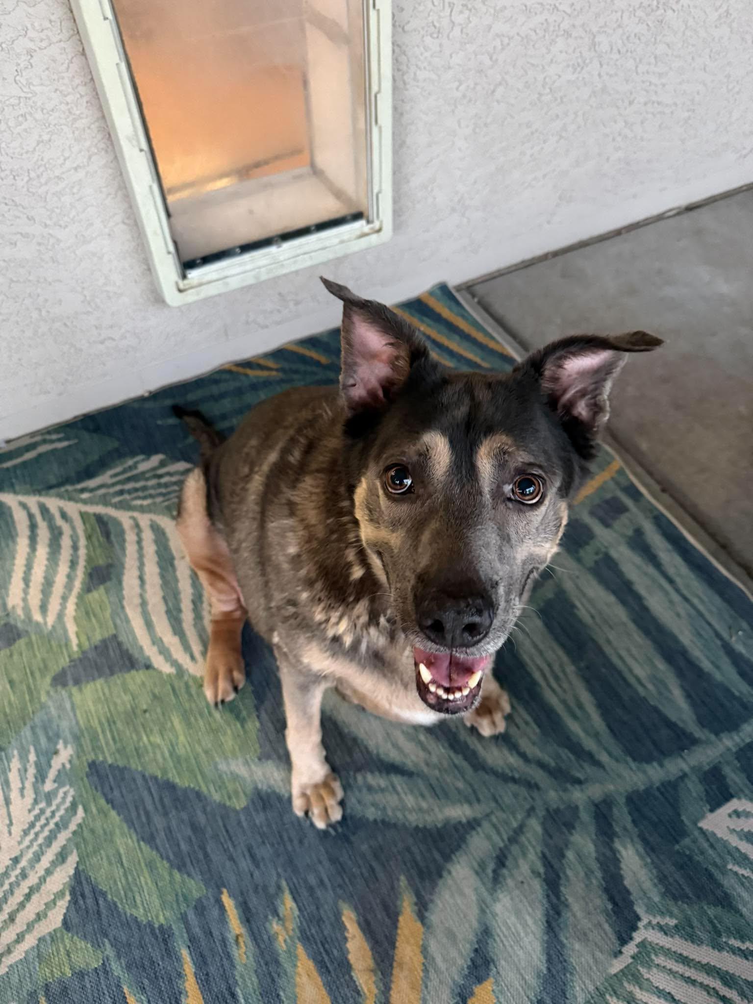 Enlarge Iceberg, a Adoptable mixed breed in Mesa, AZ image 4/4