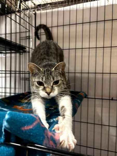 Joy, Young Female Tabby