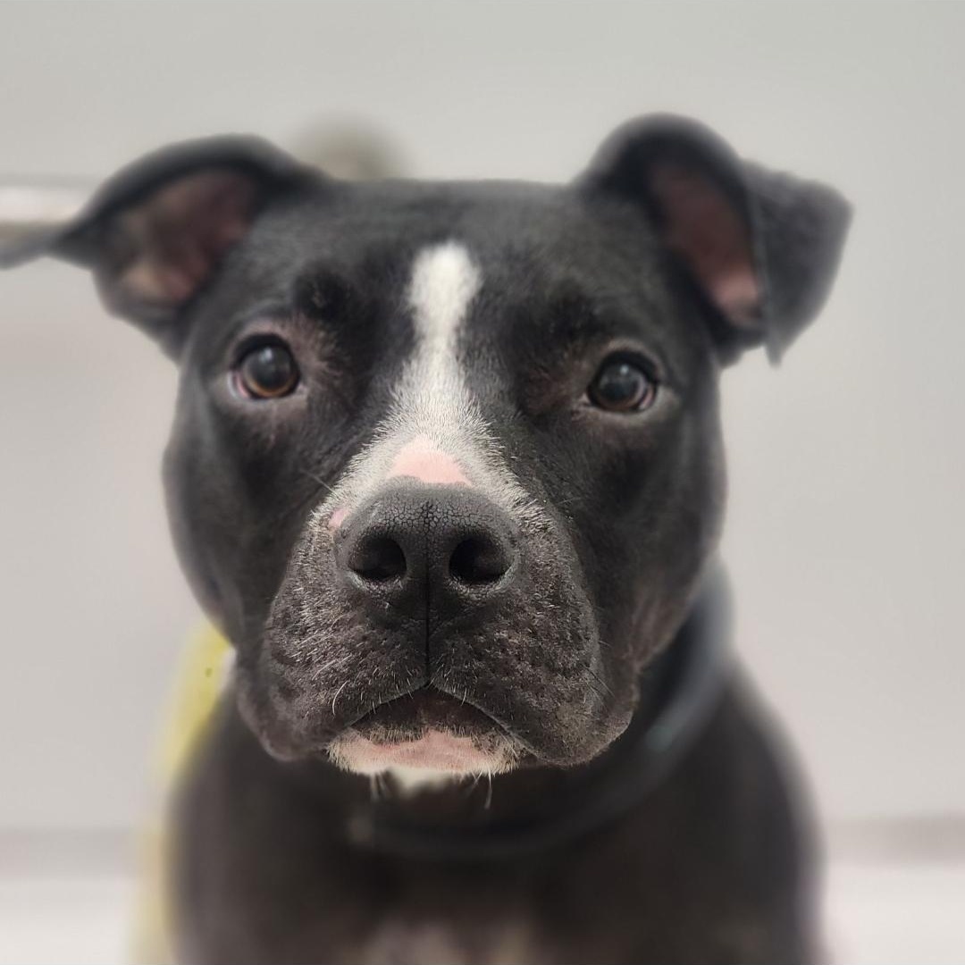 Wesson, Adoptable, Adult Male Pit Bull Terrier.
