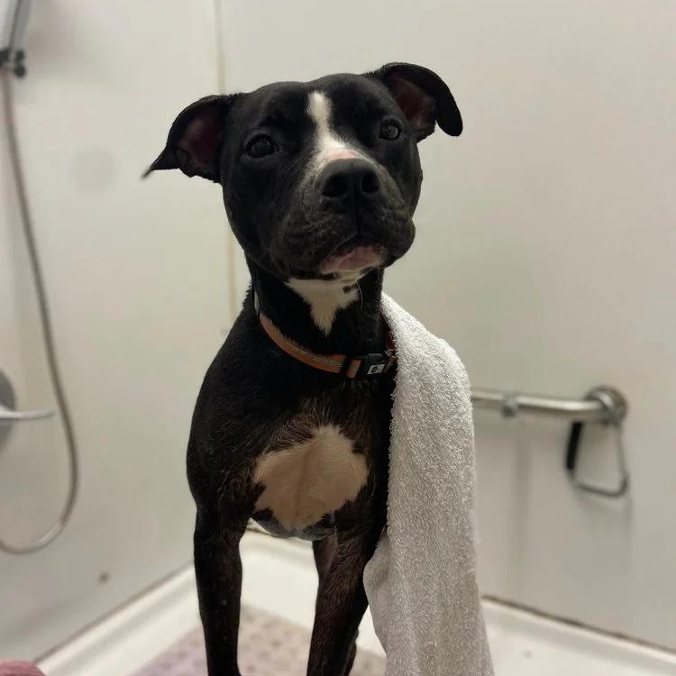 Enlarge Wesson, a Adoptable Pit Bull Terrier in Chuckey, TN image 3/3