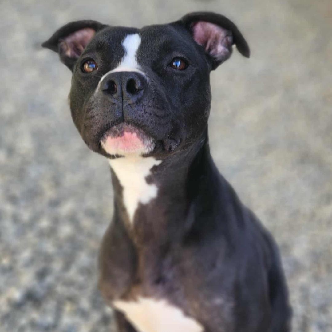 Enlarge Wesson, a Adoptable Pit Bull Terrier in Chuckey, TN image 2/3