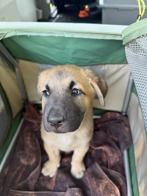 Sammy, Adopted, Puppy Female Shepherd.