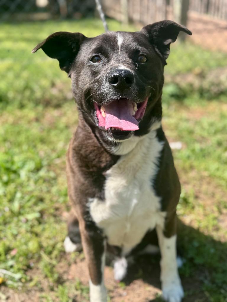 Enlarge Ringo, a Adoptable mixed breed in Russellville, KY image 1/3