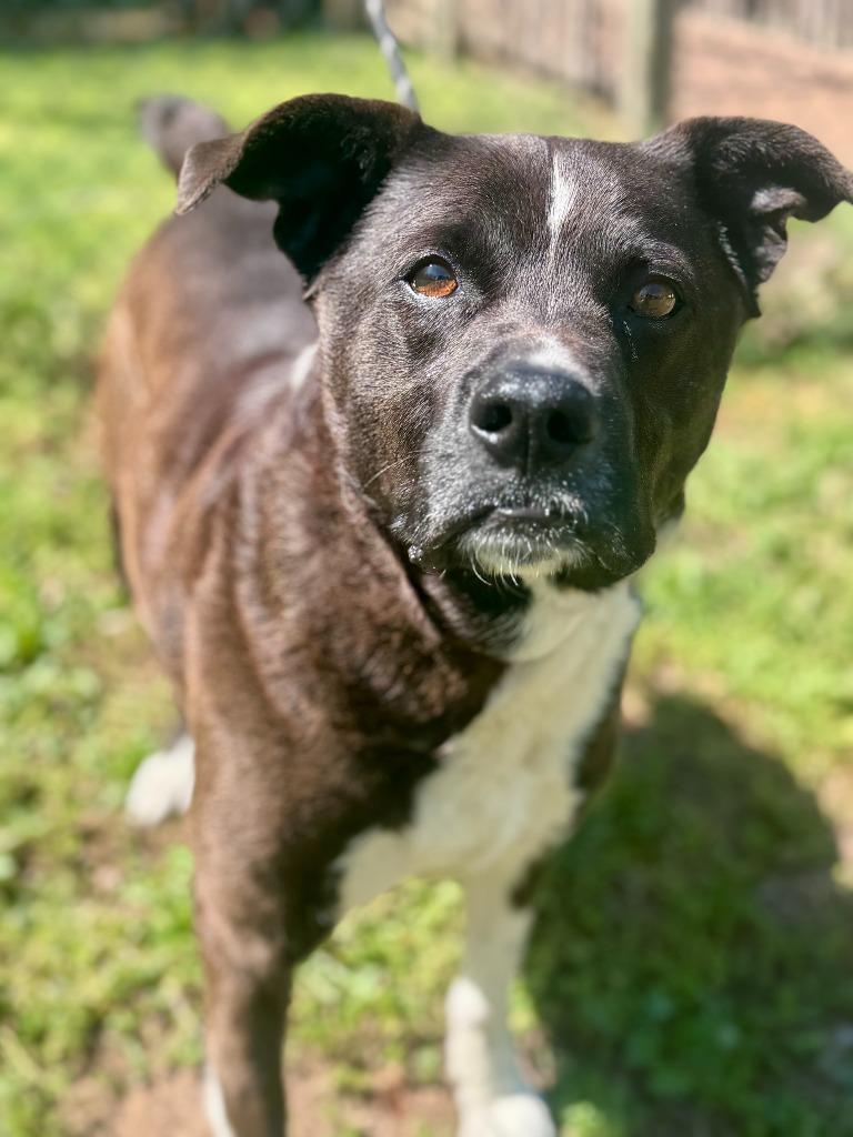 Enlarge Ringo, a Adoptable mixed breed in Russellville, KY image 2/3