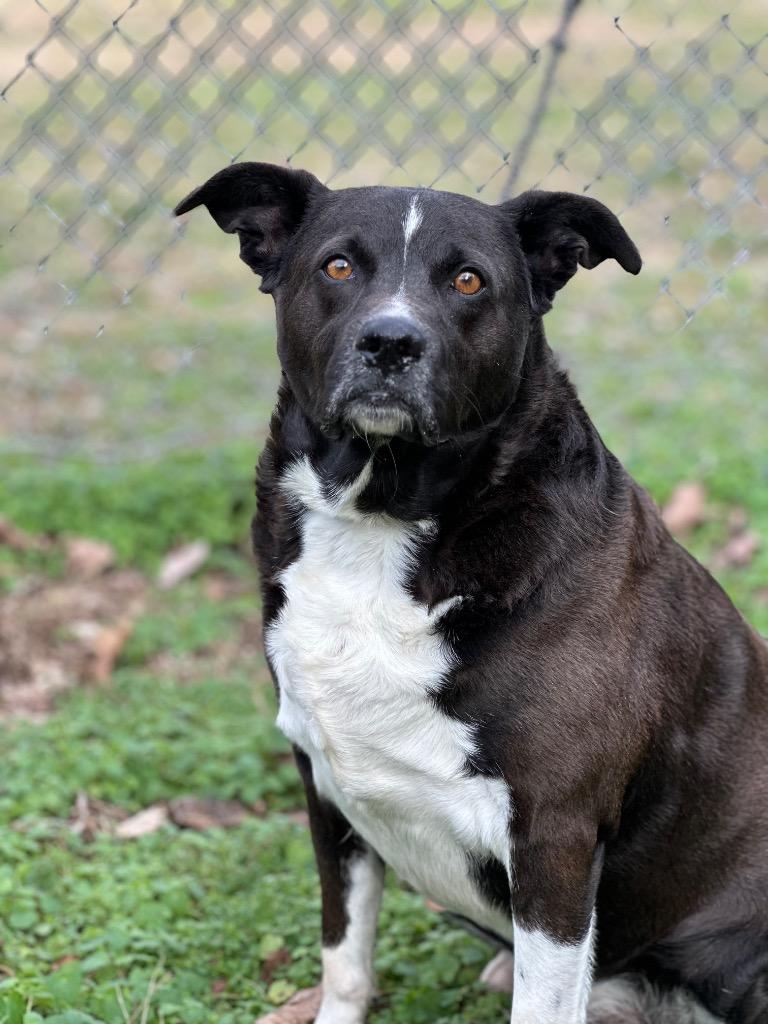 Ringo, Adoptable, Adult Male Mixed Breed.
