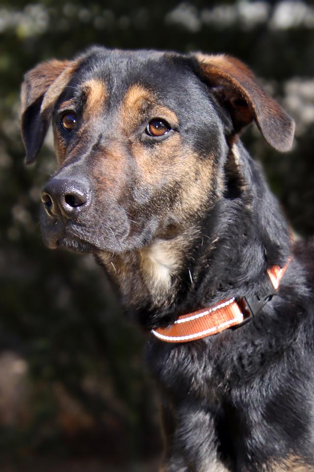 Pinnacle, Young Male Black and Tan Coonhound