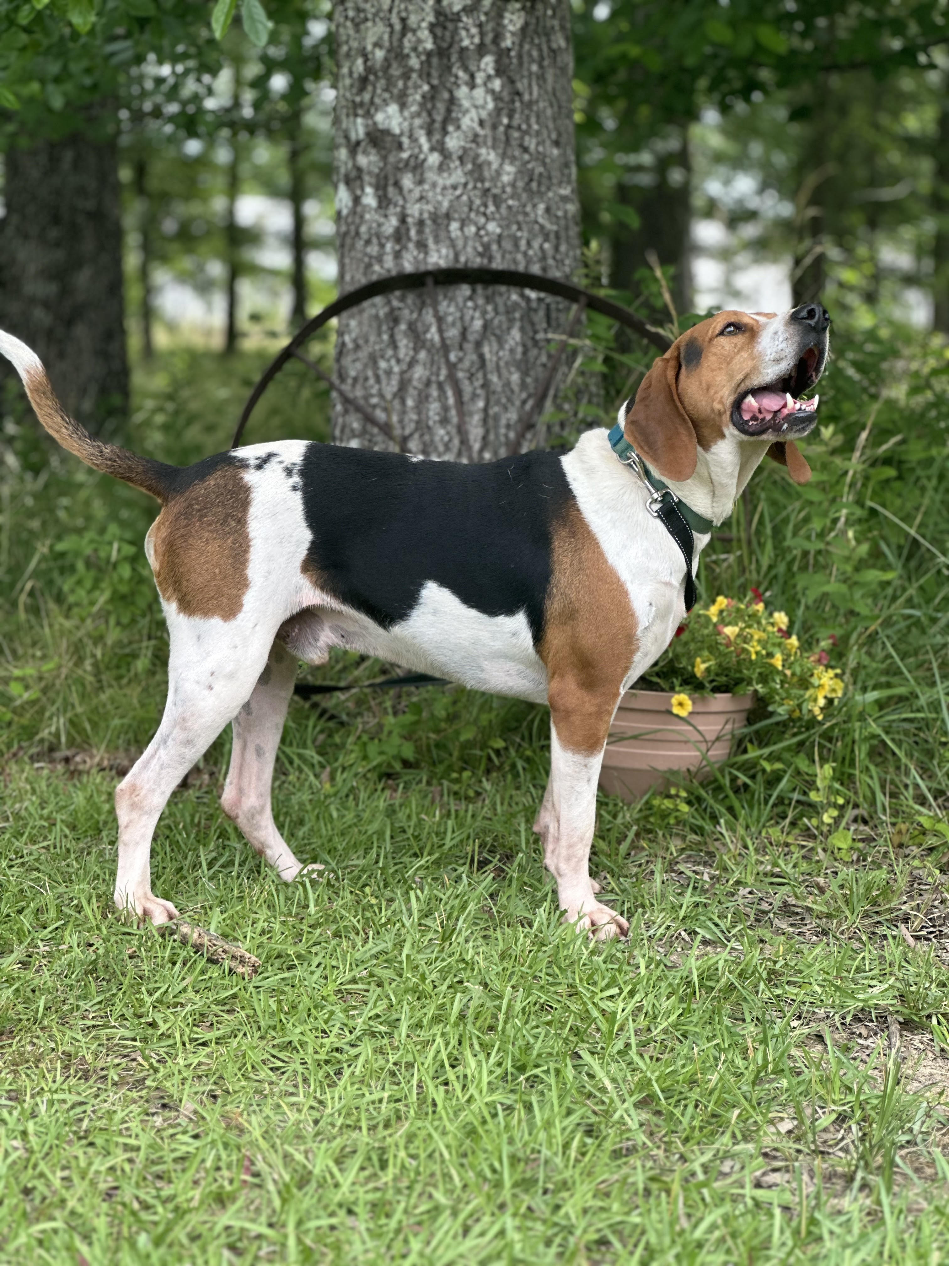 Danny, a Adoptable Treeing Walker Coonhound in Manchester, TN image 3/6