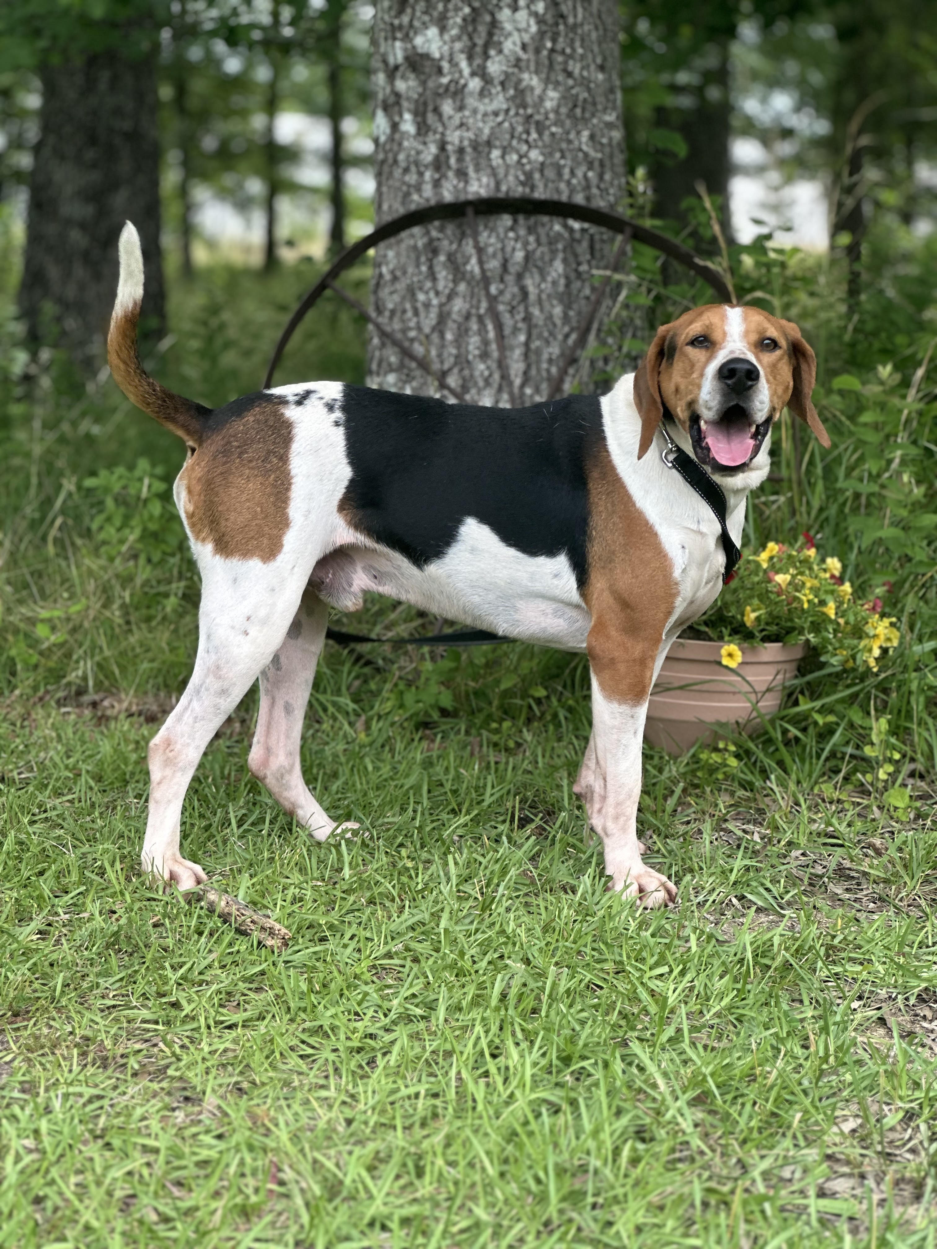 Danny, a Adoptable Treeing Walker Coonhound in Manchester, TN image 1/6