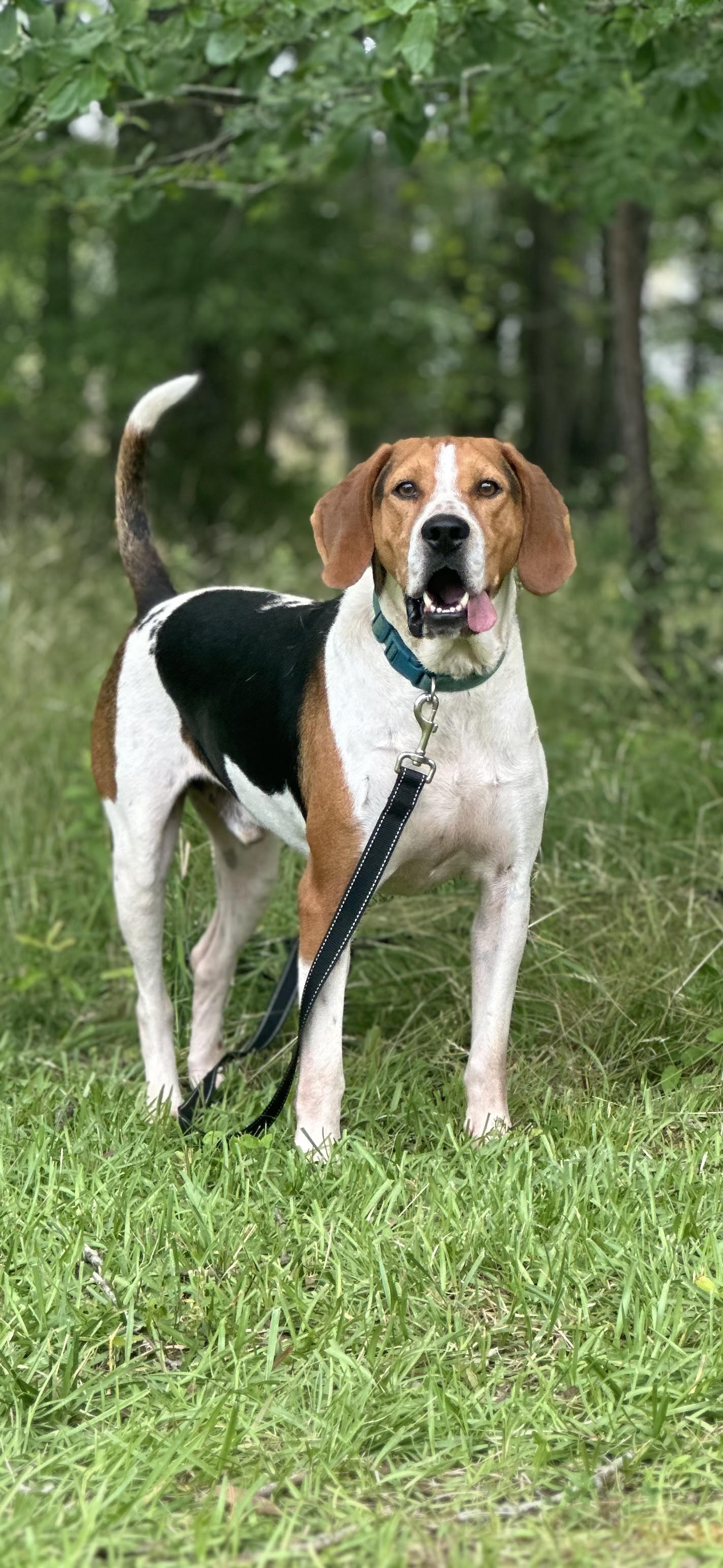 Dog for adoption Danny, a Treeing Walker Coonhound in Manchester, TN