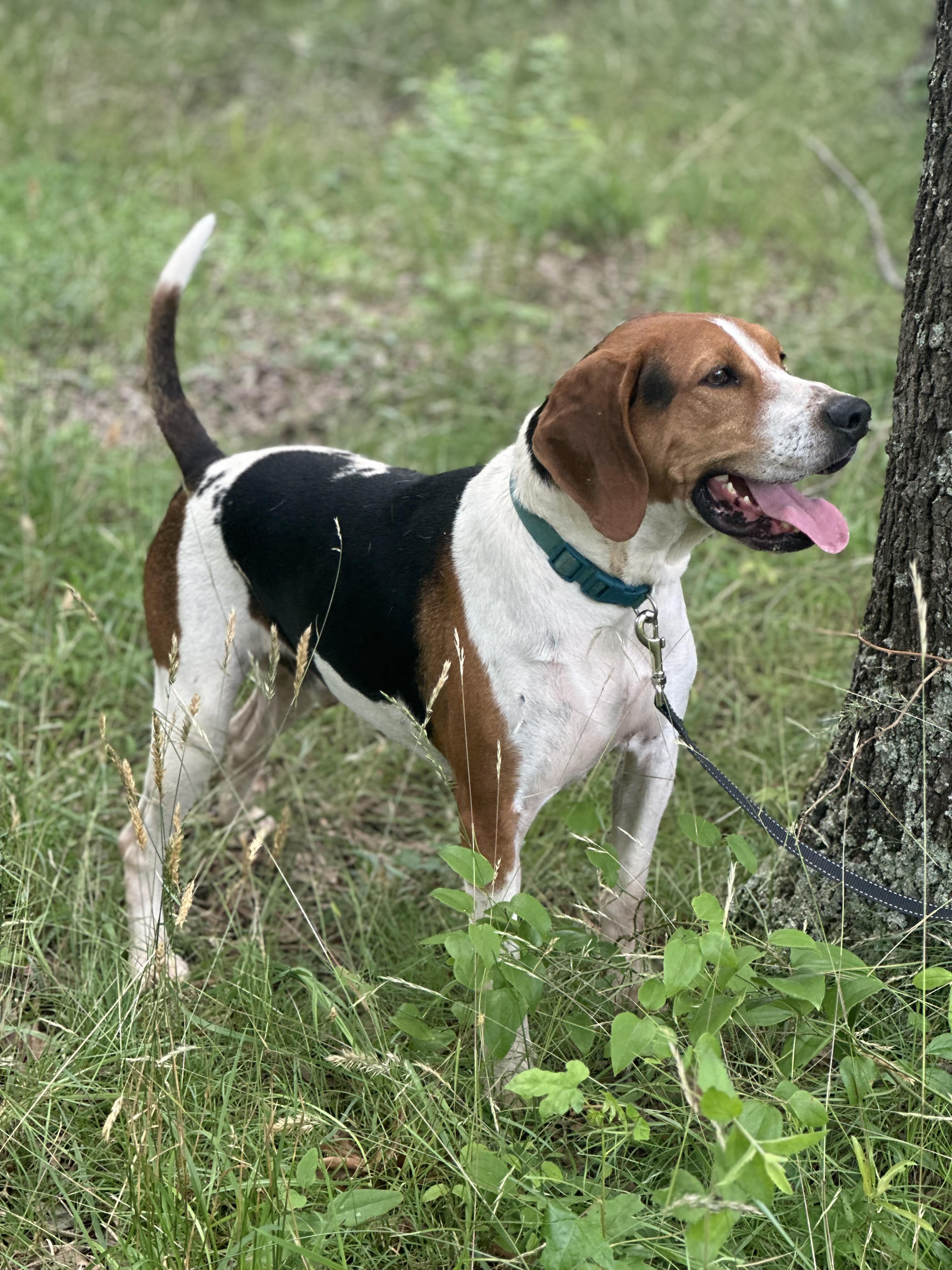 Danny, a Adoptable Treeing Walker Coonhound in Manchester, TN image 5/6