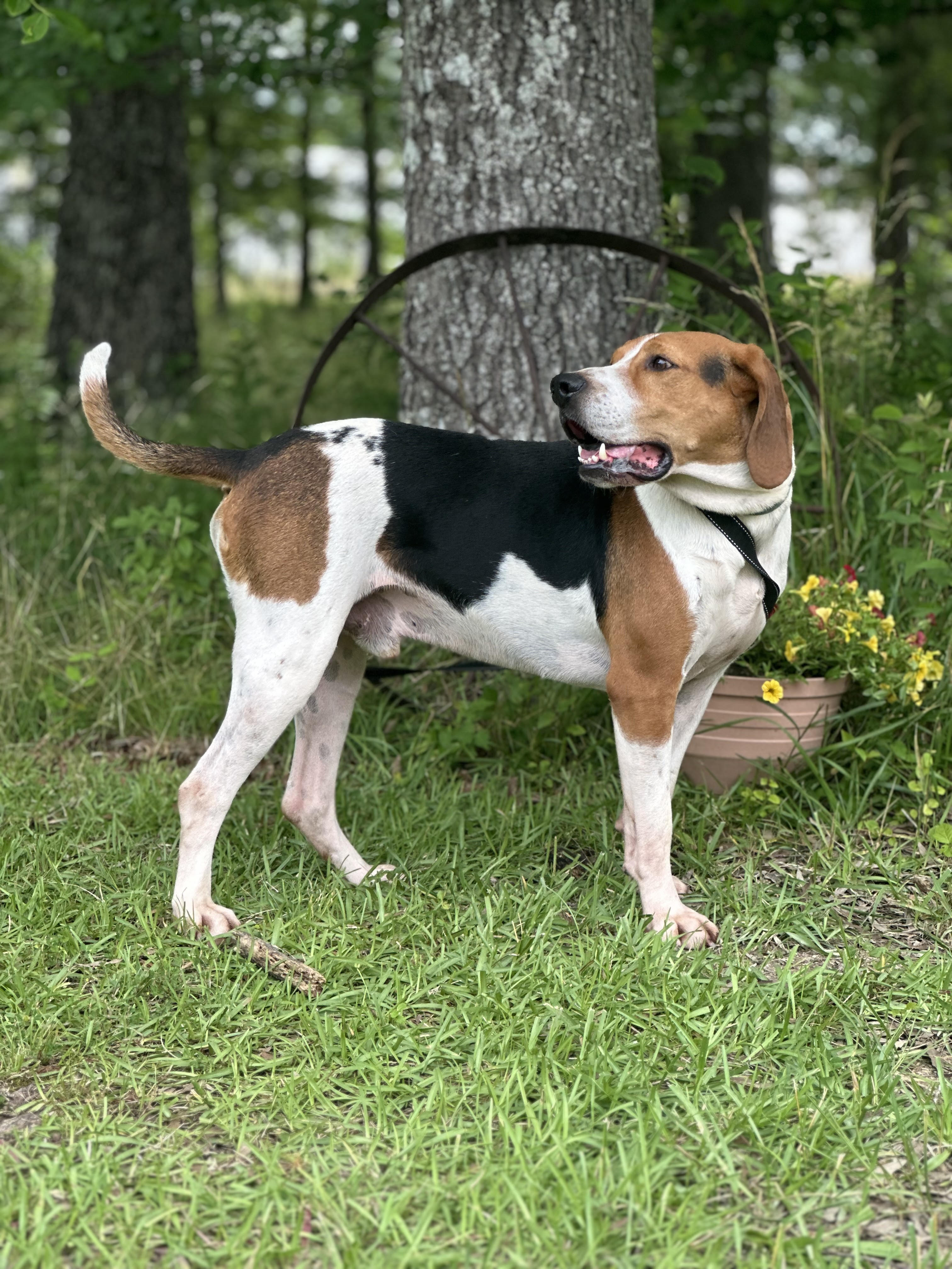 Danny, a Adoptable Treeing Walker Coonhound in Manchester, TN image 4/6