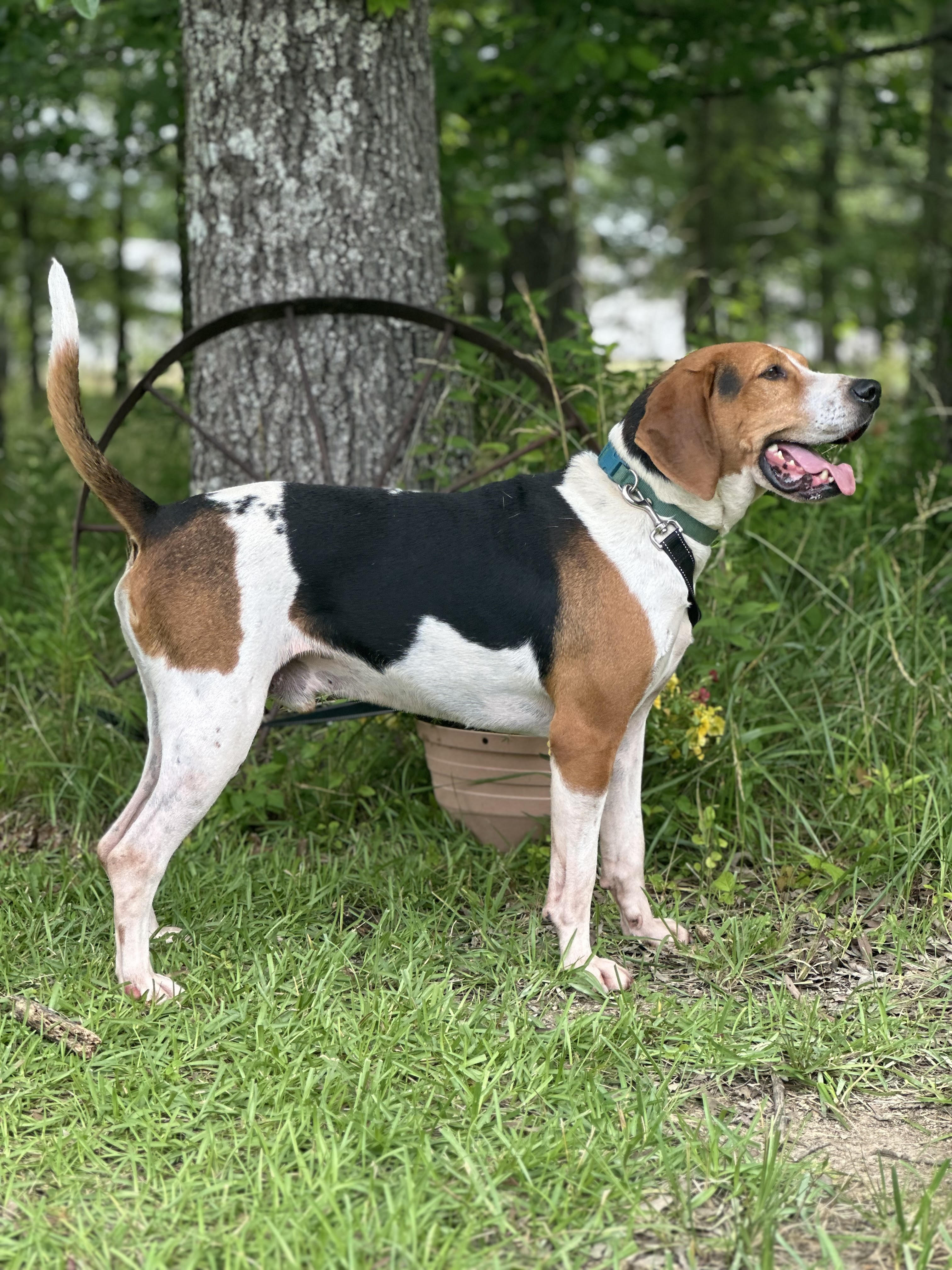 Danny, a Adoptable Treeing Walker Coonhound in Manchester, TN image 6/6
