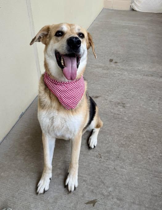 Enlarge Chance, a Adoptable Shepherd in McKinney, TX image 1/1