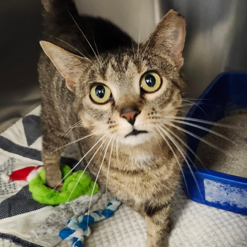 Celeste, Adoptable, Adult Female Domestic Short Hair.
