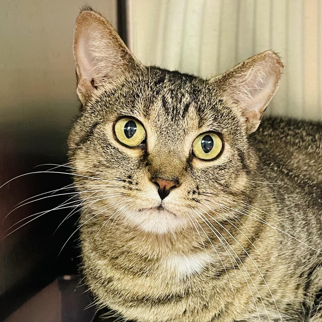 Enlarge Celeste, a Adoptable Domestic Short Hair in Columbia Station, OH image 2/6